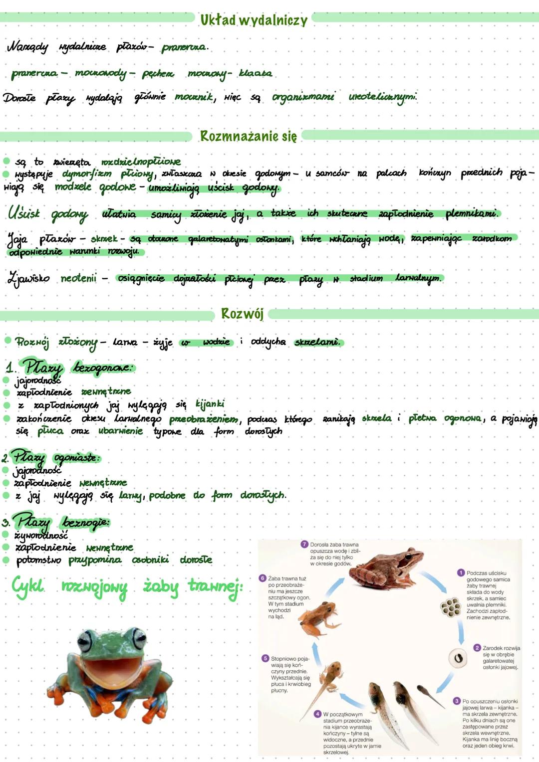 # PLAZY
Są to zwierzęta zmiennocieplne
- prowadzą ziemno- wodny tryb życia
- zapadają zimą w stan hibernacji
## Pokrycie ciała
Skóra płaz