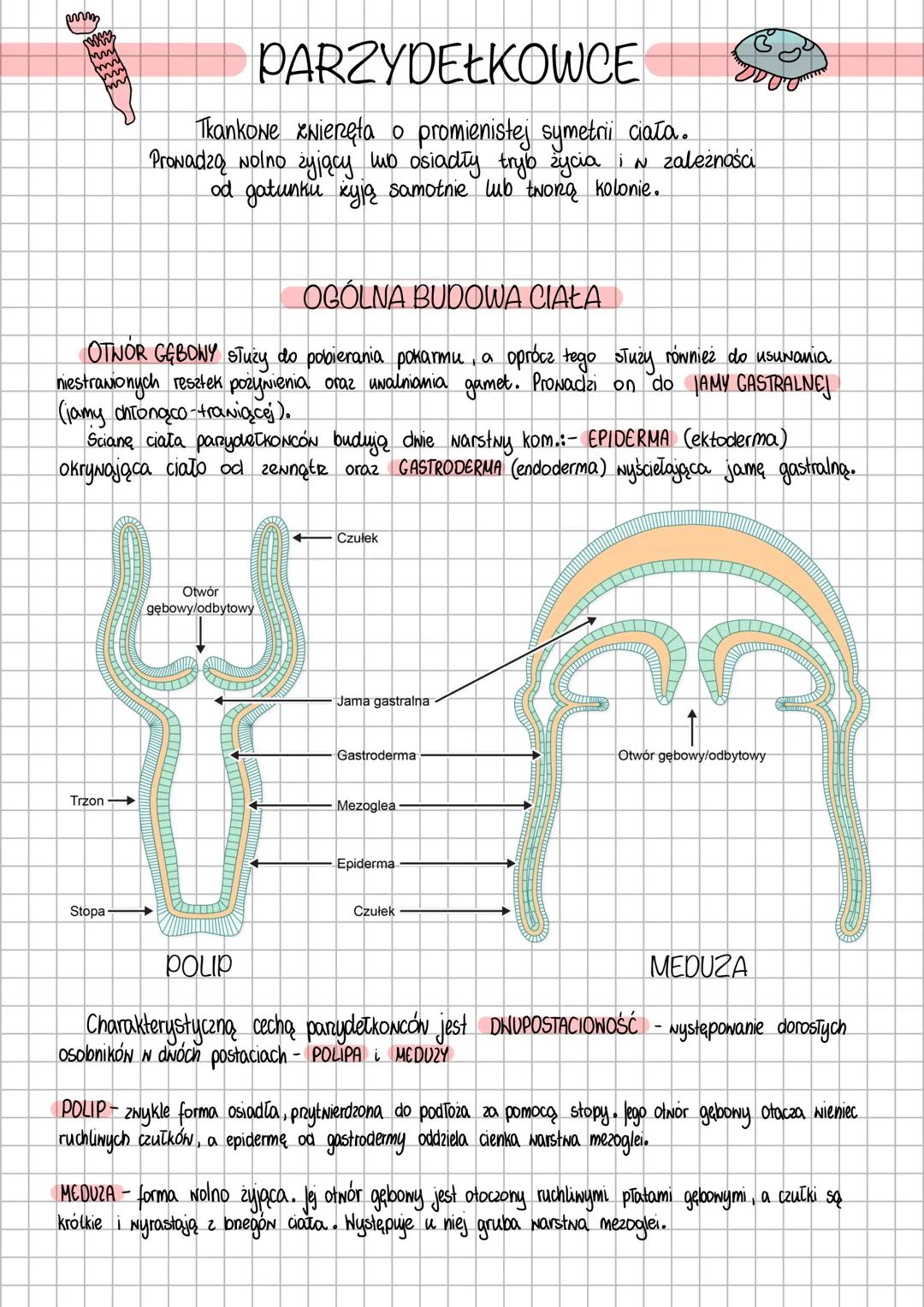 mim
# PARZYDEŁKOWCE
Tkankowe zwieręta o promienistej symetrii ciała.
Prowadzą wolno żyjący lub osiadły tryb życia i w zależności
od gatunku