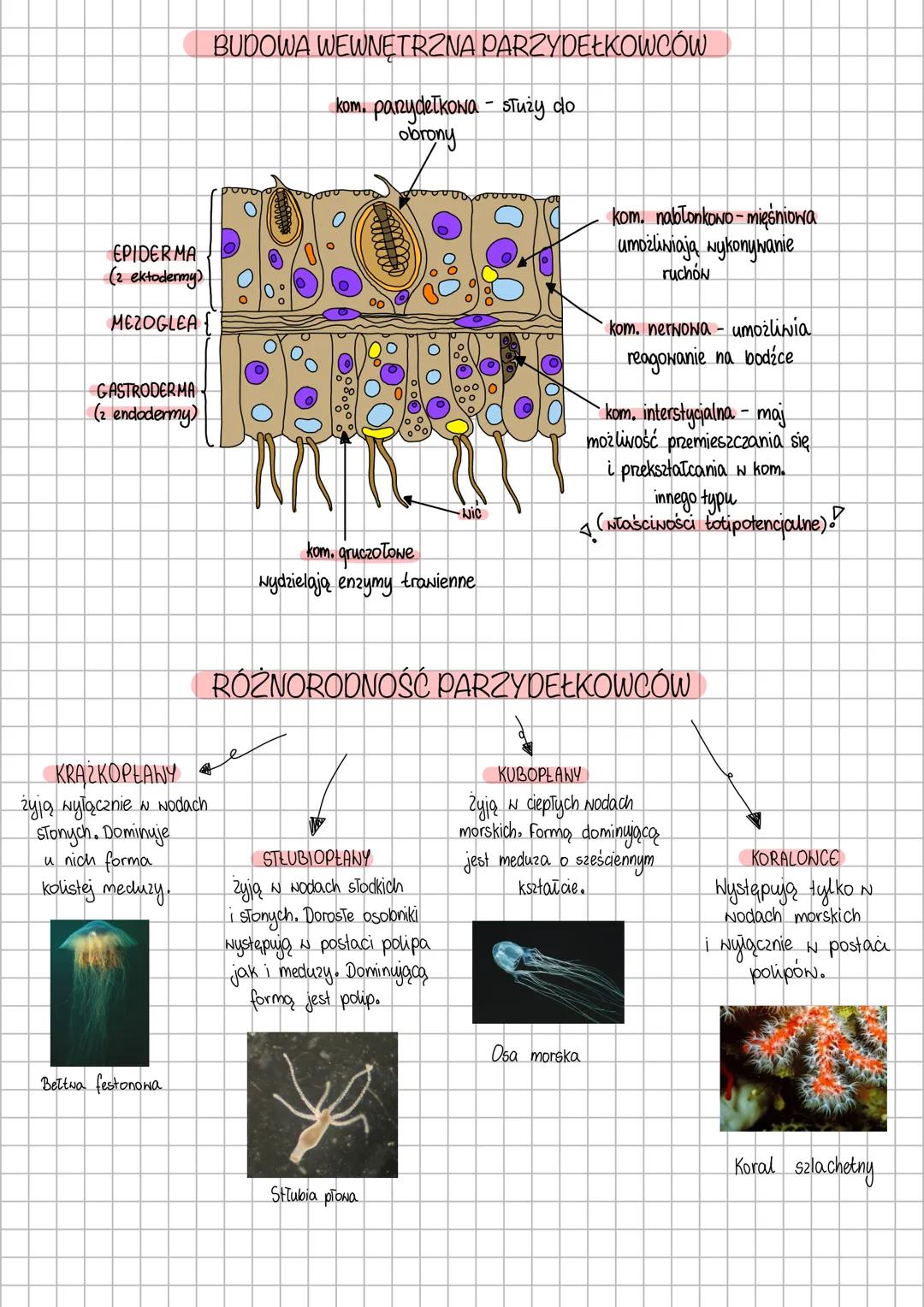 mim
# PARZYDEŁKOWCE
Tkankowe zwieręta o promienistej symetrii ciała.
Prowadzą wolno żyjący lub osiadły tryb życia i w zależności
od gatunku