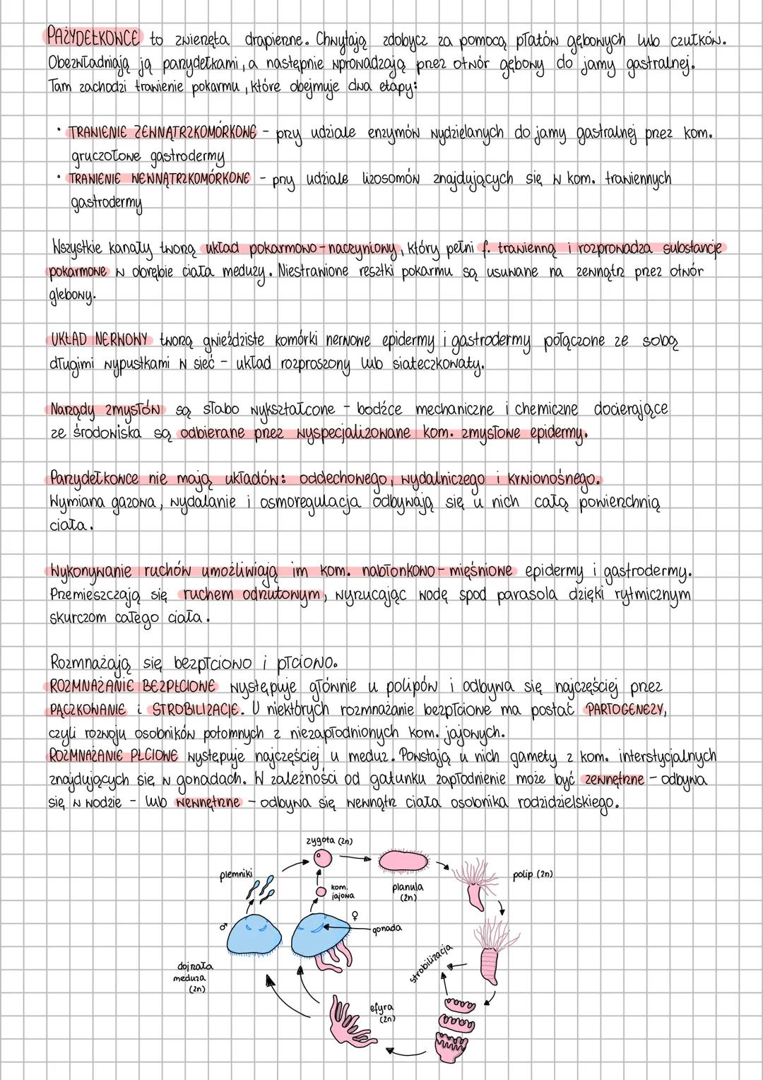 mim
# PARZYDEŁKOWCE
Tkankowe zwieręta o promienistej symetrii ciała.
Prowadzą wolno żyjący lub osiadły tryb życia i w zależności
od gatunku
