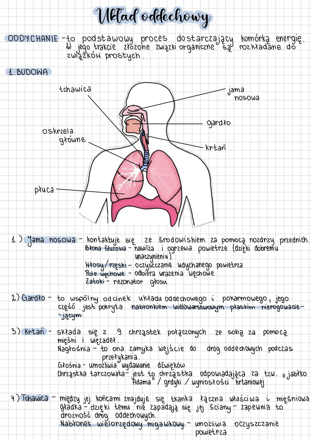 # Uklad oddechowy
ODDYCHANIE-to podstawowy procesadostarczający komórka energię.
W jego trakcie złożone związki organiczne są rozkładane do