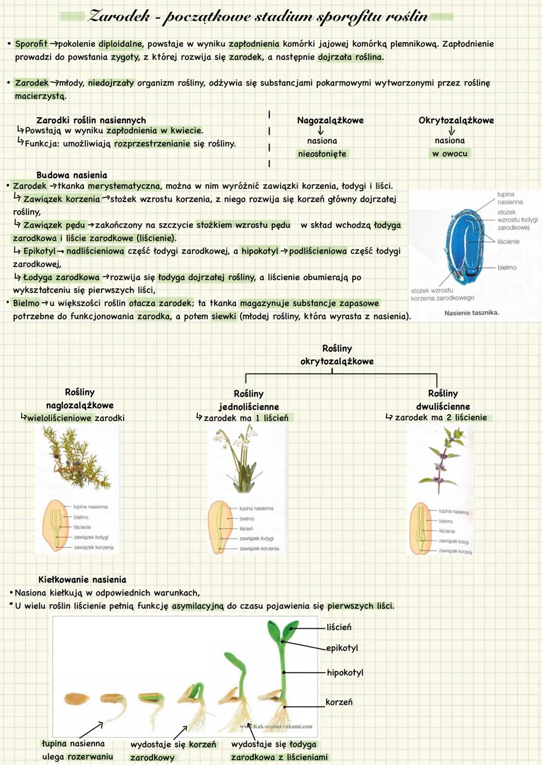# Zarodek - początkowe stadium sporofitu roślin
• Sporofit pokolenie diploidalne, powstaje w wyniku zapłodnienia komórki jajowej komórką pl