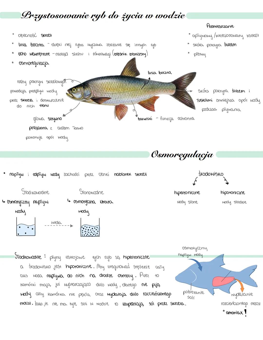 # Ryby
- żuchwowce pierwotnie wodne
Chrzęsnoszkieletowe
Kostnoszkieletowe :
- promienioptetne
- mięśniopietwe
1) Cechy charakterystyczne