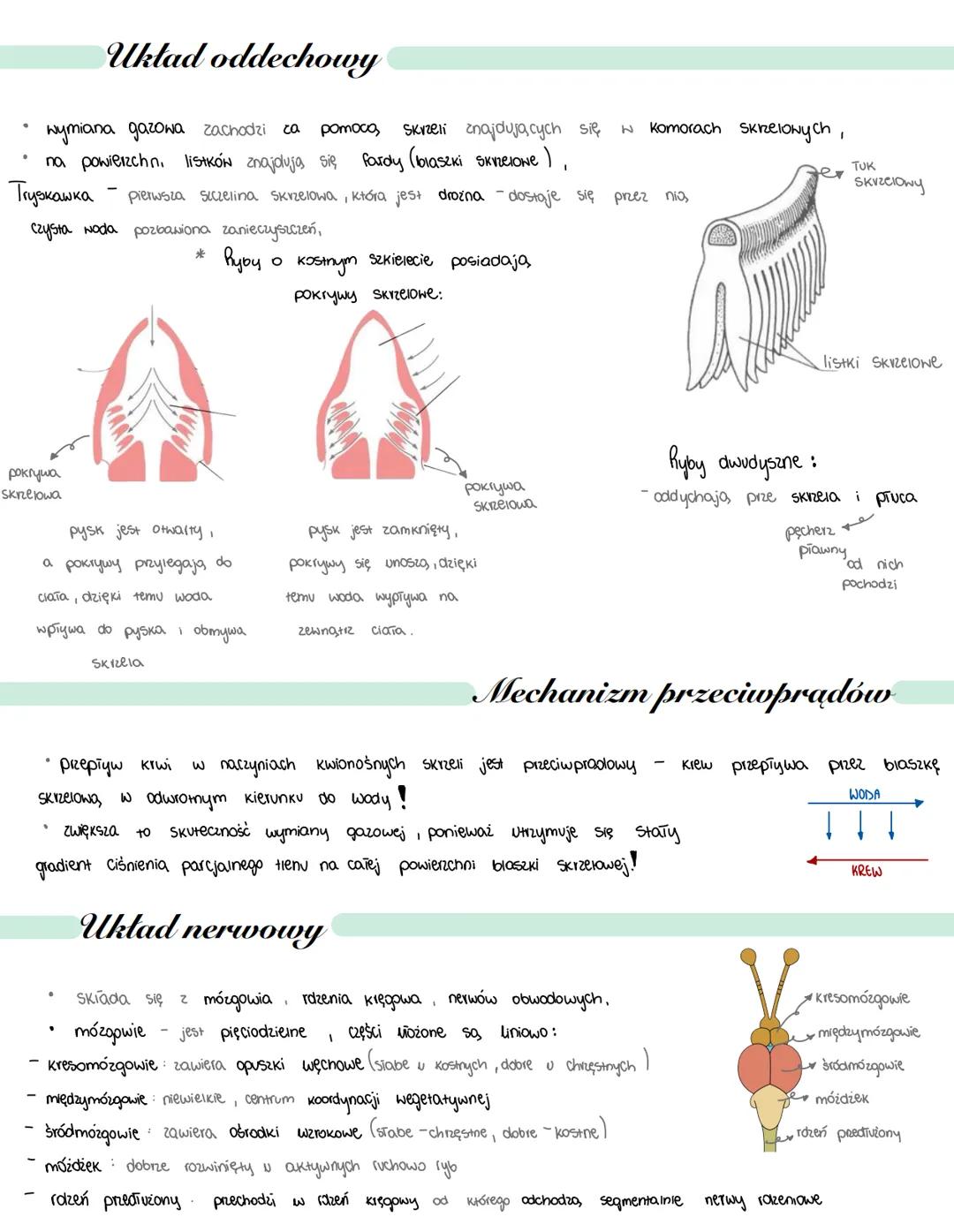 # Ryby
- żuchwowce pierwotnie wodne
Chrzęsnoszkieletowe
Kostnoszkieletowe :
- promienioptetne
- mięśniopietwe
1) Cechy charakterystyczne