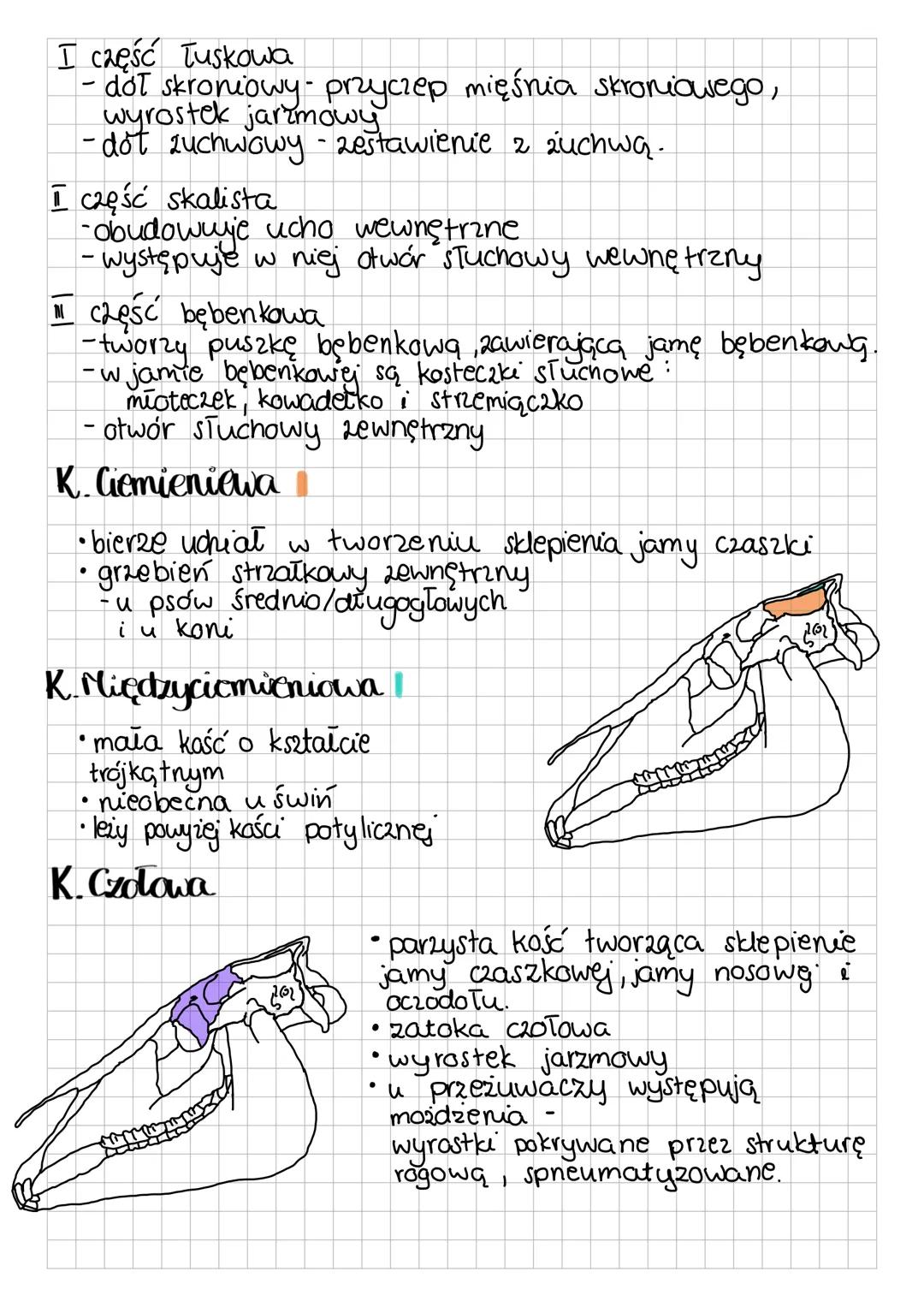 CZASZKA
MÓZGOWIOCZASZKA
* k. potyliczna
* k. przed klinowa i
podstawnoklinowa
* k. skrzydłowa
* k. skroniowa
* k. ciemieniowa
* k. międzyci