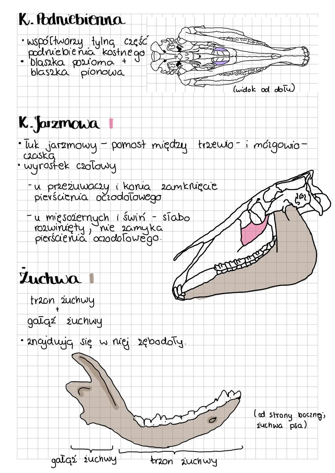 CZASZKA
MÓZGOWIOCZASZKA
* k. potyliczna
* k. przed klinowa i
podstawnoklinowa
* k. skrzydłowa
* k. skroniowa
* k. ciemieniowa
* k. międzyci