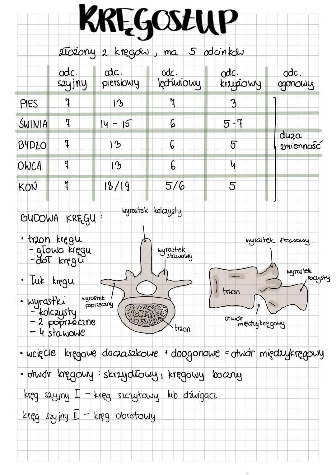 CZASZKA
MÓZGOWIOCZASZKA
* k. potyliczna
* k. przed klinowa i
podstawnoklinowa
* k. skrzydłowa
* k. skroniowa
* k. ciemieniowa
* k. międzyci