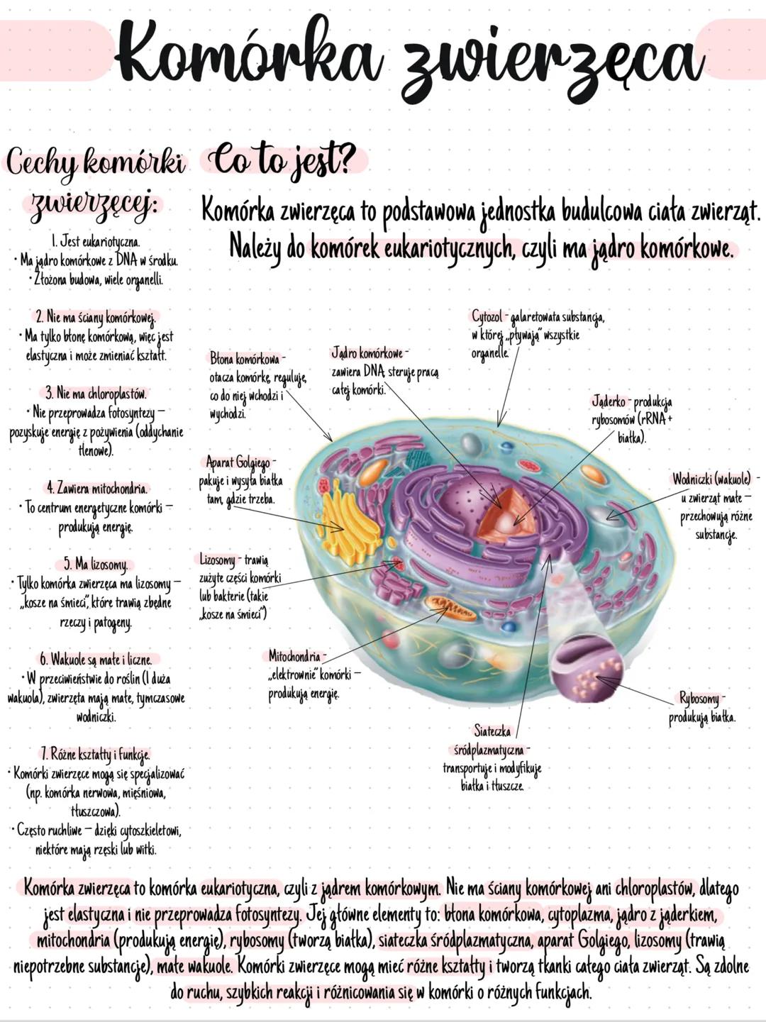 # Komórka zwierzęcа
# Cechy komórki Co to jest?
## zwierzęcej: Komórka zwierzęca to podstawowa jednostka budulcowa ciała zwierząt.
1. Jest