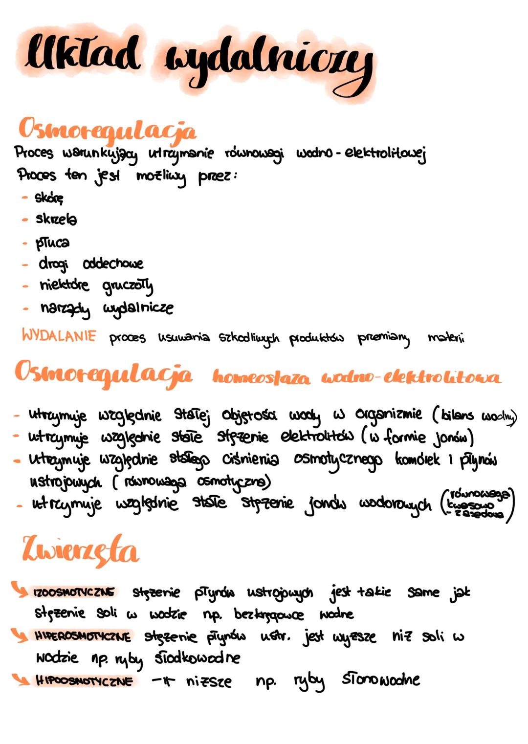 # Układ wydalniczy
Osmoregulacja
Proces warunkujący utrzymanie równowagi wodno-elektrolitowej
Proces ten jest mozliwy prez:
- Skórę
- skrze