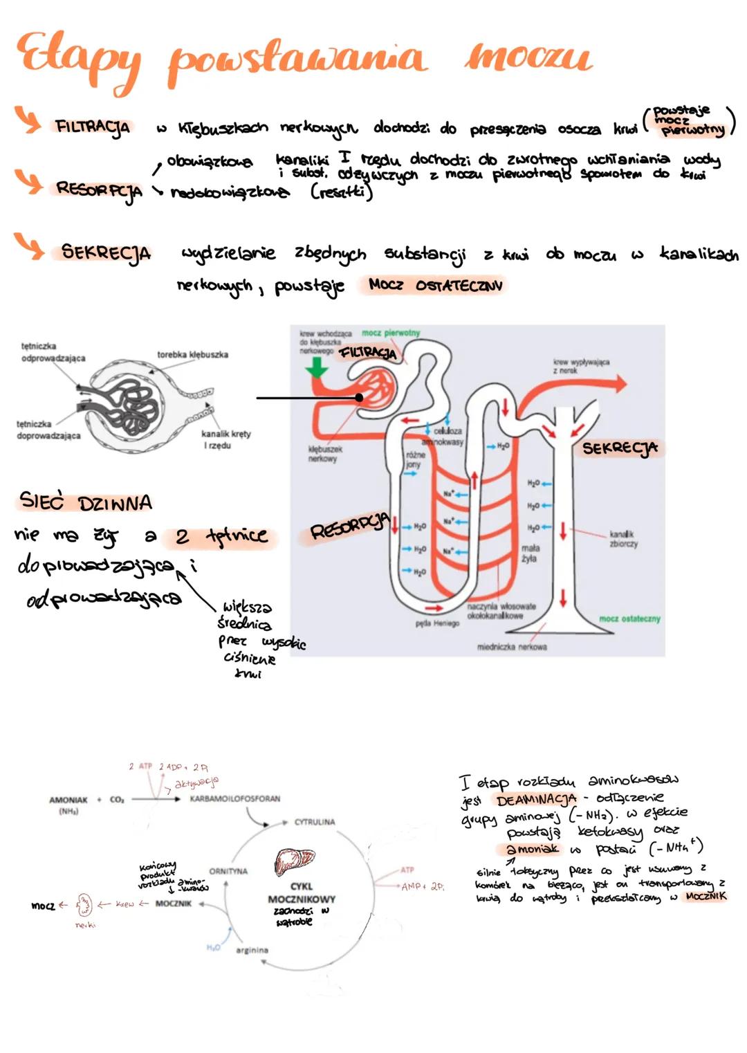 # Układ wydalniczy
Osmoregulacja
Proces warunkujący utrzymanie równowagi wodno-elektrolitowej
Proces ten jest mozliwy prez:
- Skórę
- skrze