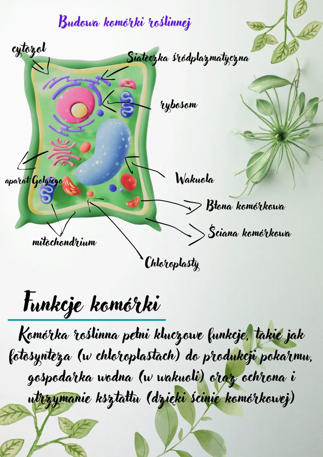 # Biologia
Budowa komórki
zwierzęcej
Jadro komórkowe
Siateczka
śródplazmatyczna
aparat Golgiego
mitochondria
Wodniczka
Błona komórkowa