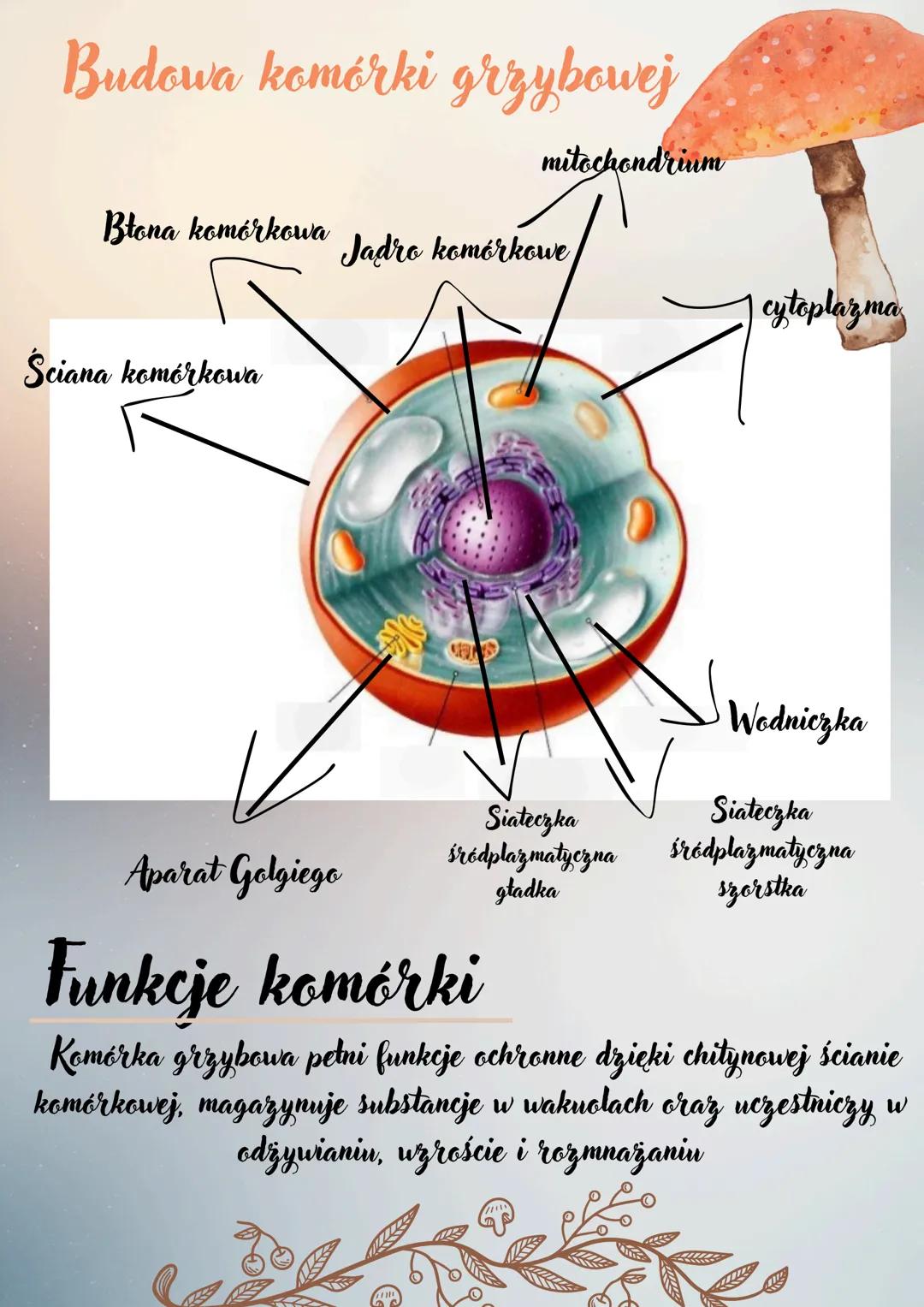 # Biologia
Budowa komórki
zwierzęcej
Jadro komórkowe
Siateczka
śródplazmatyczna
aparat Golgiego
mitochondria
Wodniczka
Błona komórkowa
