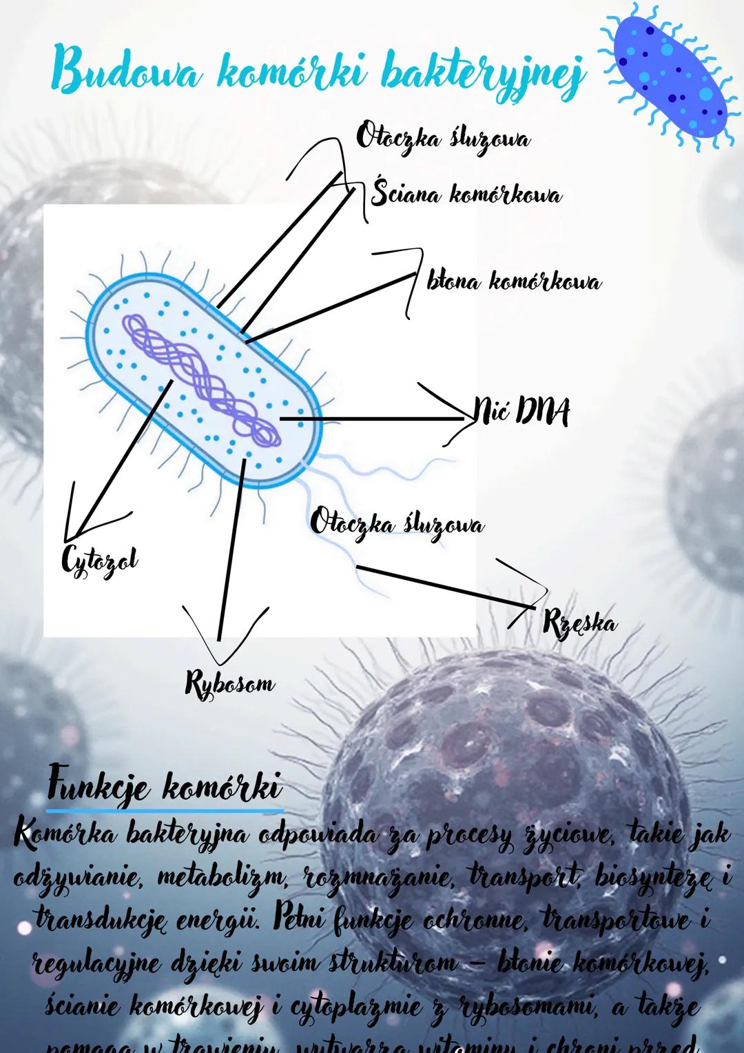 # Biologia
Budowa komórki
zwierzęcej
Jadro komórkowe
Siateczka
śródplazmatyczna
aparat Golgiego
mitochondria
Wodniczka
Błona komórkowa