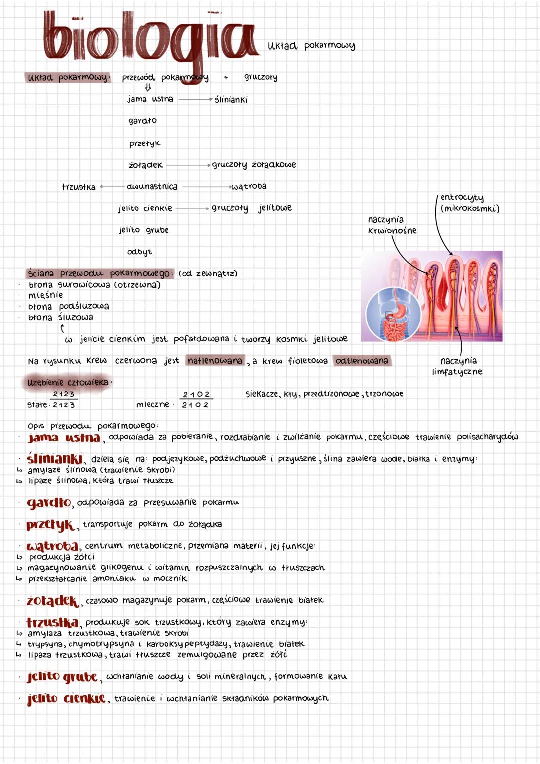 # biologia
Układ pokarmowy przewód pokarmowy
Układ pokarmowy
jama ustna +ślinianki
gardło
przełyk
żołądek gruczoły żołądkowe
trzustka