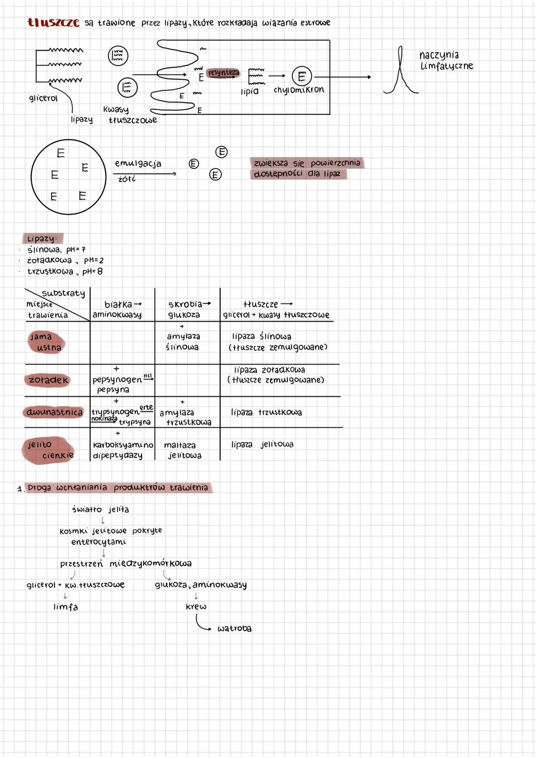 # biologia
Układ pokarmowy przewód pokarmowy
Układ pokarmowy
jama ustna +ślinianki
gardło
przełyk
żołądek gruczoły żołądkowe
trzustka