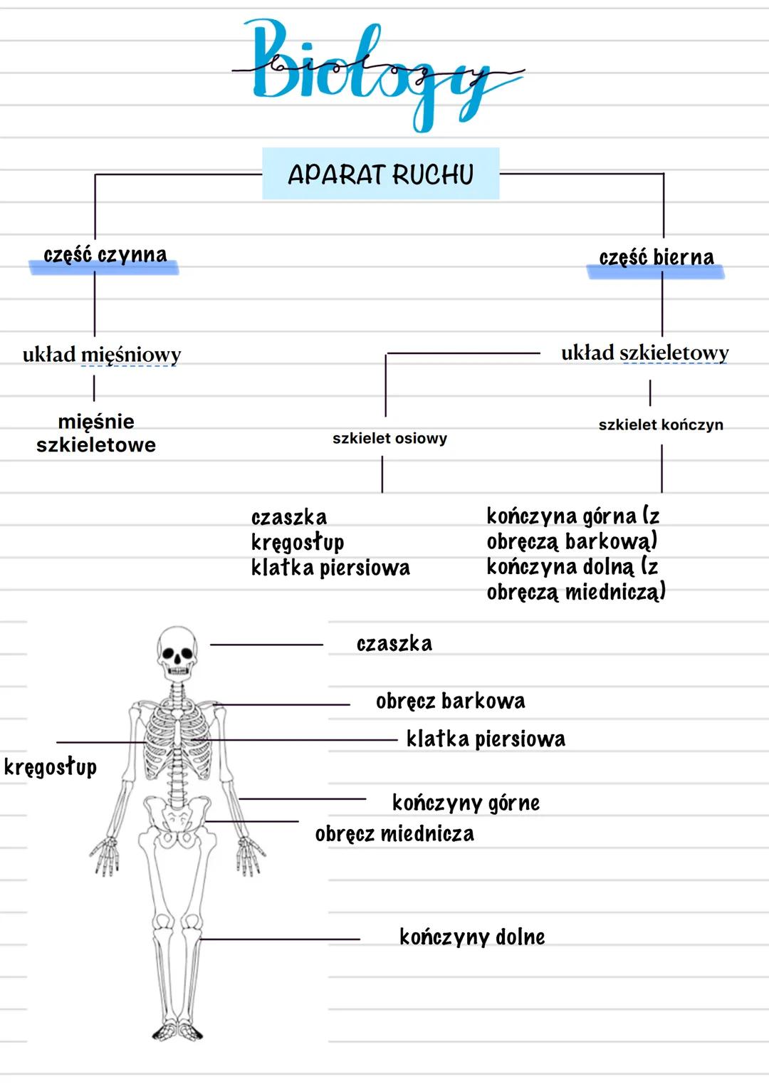 Biology
APARAT RUCHU
część czynna
część bierna
układ mięśniowy
układ szkieletowy
mięśnie
szkieletowe
szkielet osiowy
szkielet kończy