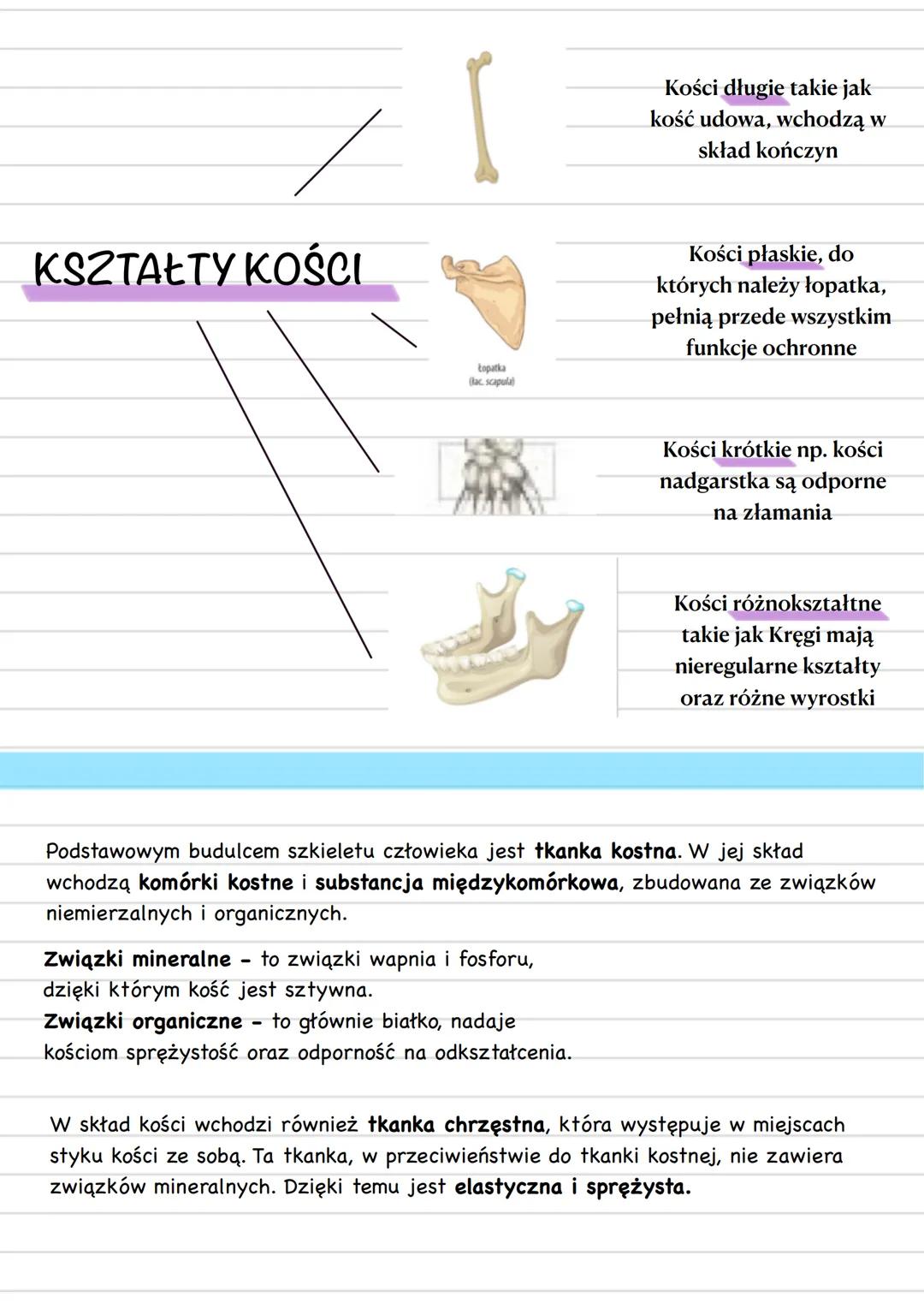 Biology
APARAT RUCHU
część czynna
część bierna
układ mięśniowy
układ szkieletowy
mięśnie
szkieletowe
szkielet osiowy
szkielet kończy