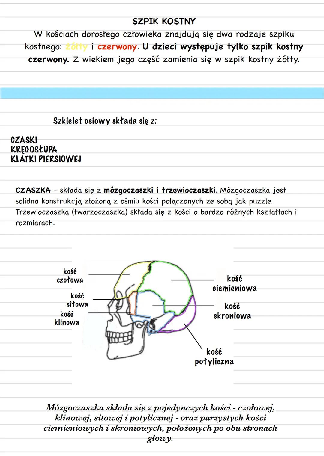 Biology
APARAT RUCHU
część czynna
część bierna
układ mięśniowy
układ szkieletowy
mięśnie
szkieletowe
szkielet osiowy
szkielet kończy