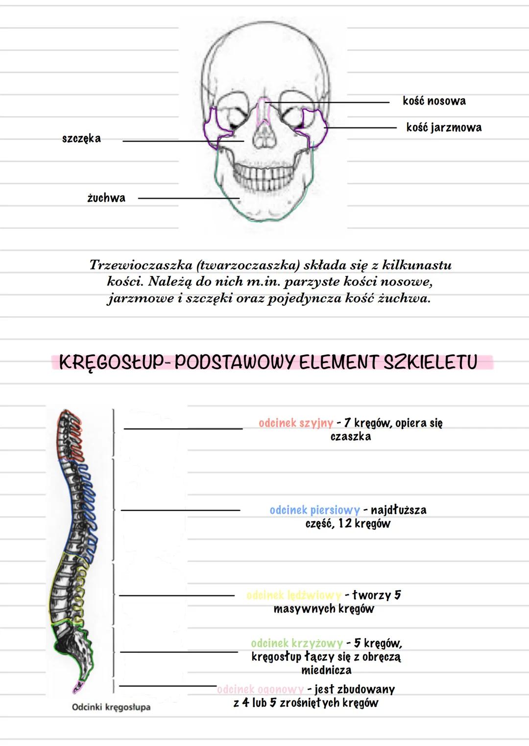 Biology
APARAT RUCHU
część czynna
część bierna
układ mięśniowy
układ szkieletowy
mięśnie
szkieletowe
szkielet osiowy
szkielet kończy