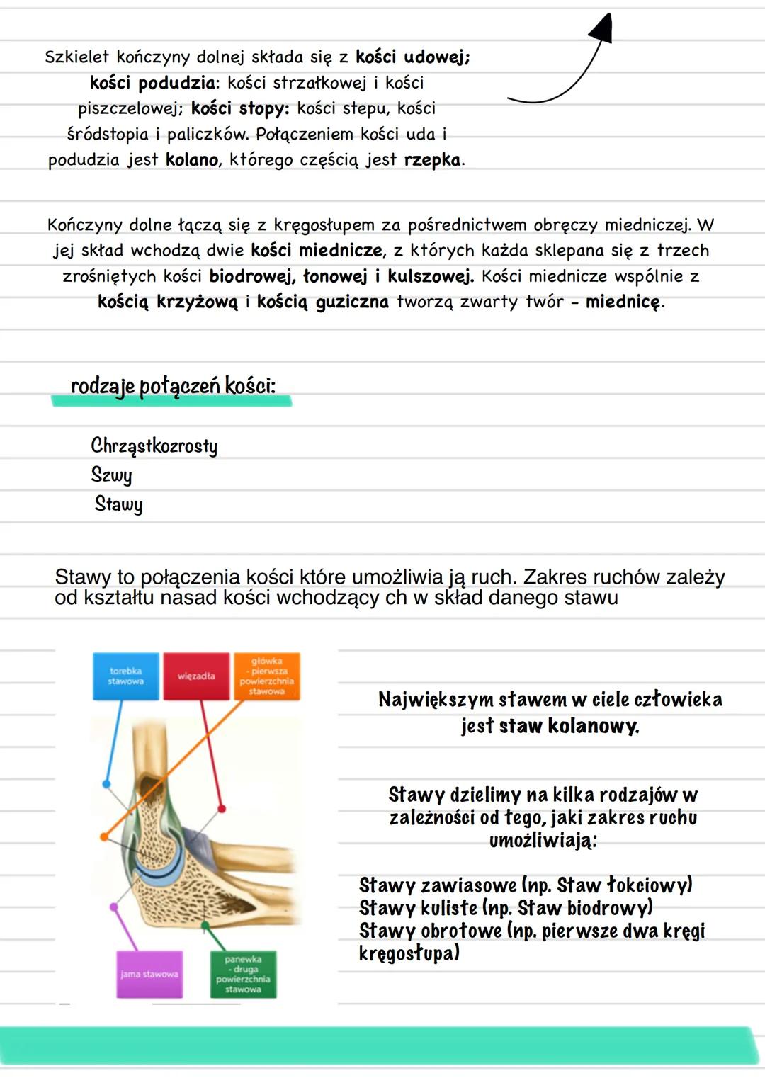 Biology
APARAT RUCHU
część czynna
część bierna
układ mięśniowy
układ szkieletowy
mięśnie
szkieletowe
szkielet osiowy
szkielet kończy