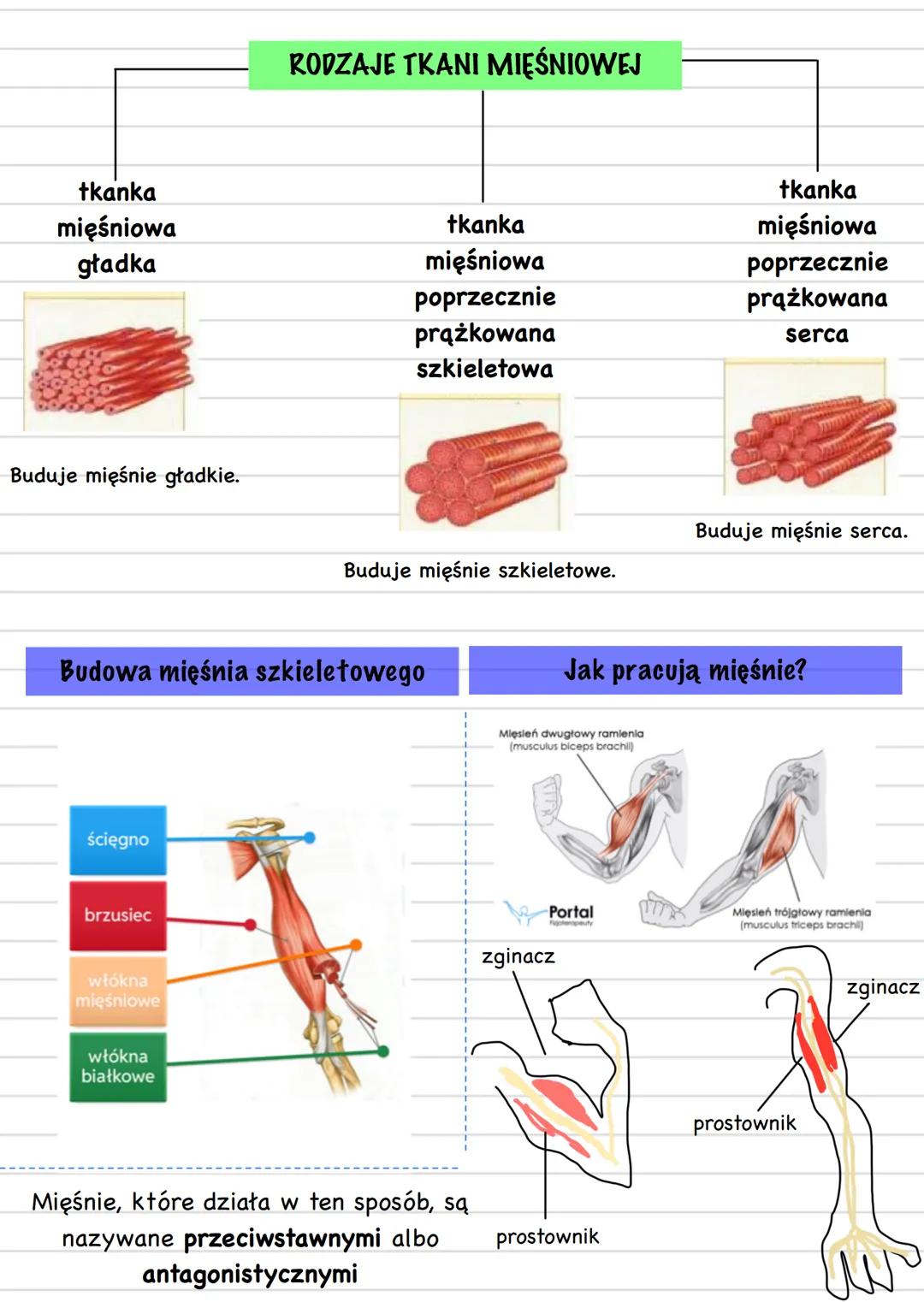 Biology
APARAT RUCHU
część czynna
część bierna
układ mięśniowy
układ szkieletowy
mięśnie
szkieletowe
szkielet osiowy
szkielet kończy