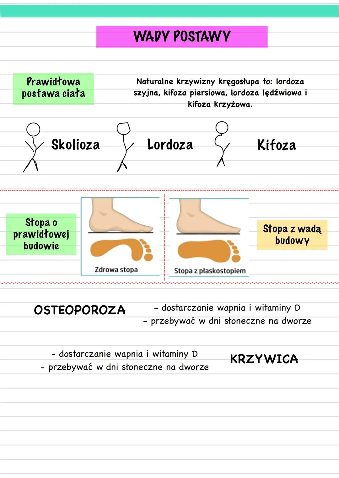 Biology
APARAT RUCHU
część czynna
część bierna
układ mięśniowy
układ szkieletowy
mięśnie
szkieletowe
szkielet osiowy
szkielet kończy
