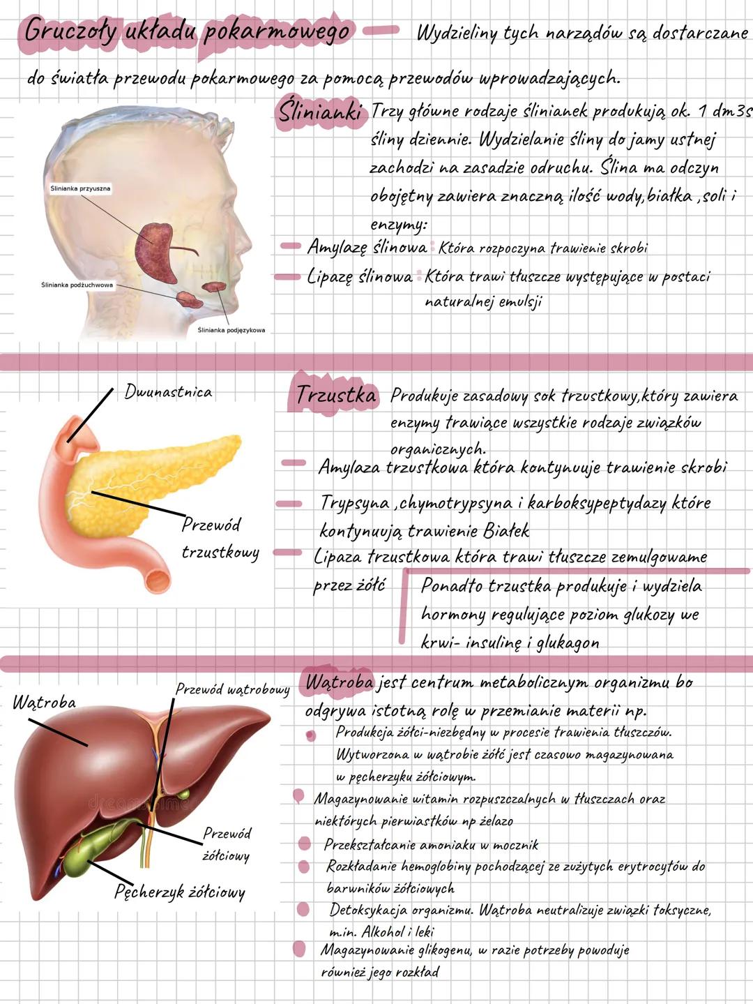 # Budowa i funkcje układu pokarmowego
Układ pokarmowy to zespół narządów, dzięki którym organizm uzyskuje z pożywienia
składniki niezbędne