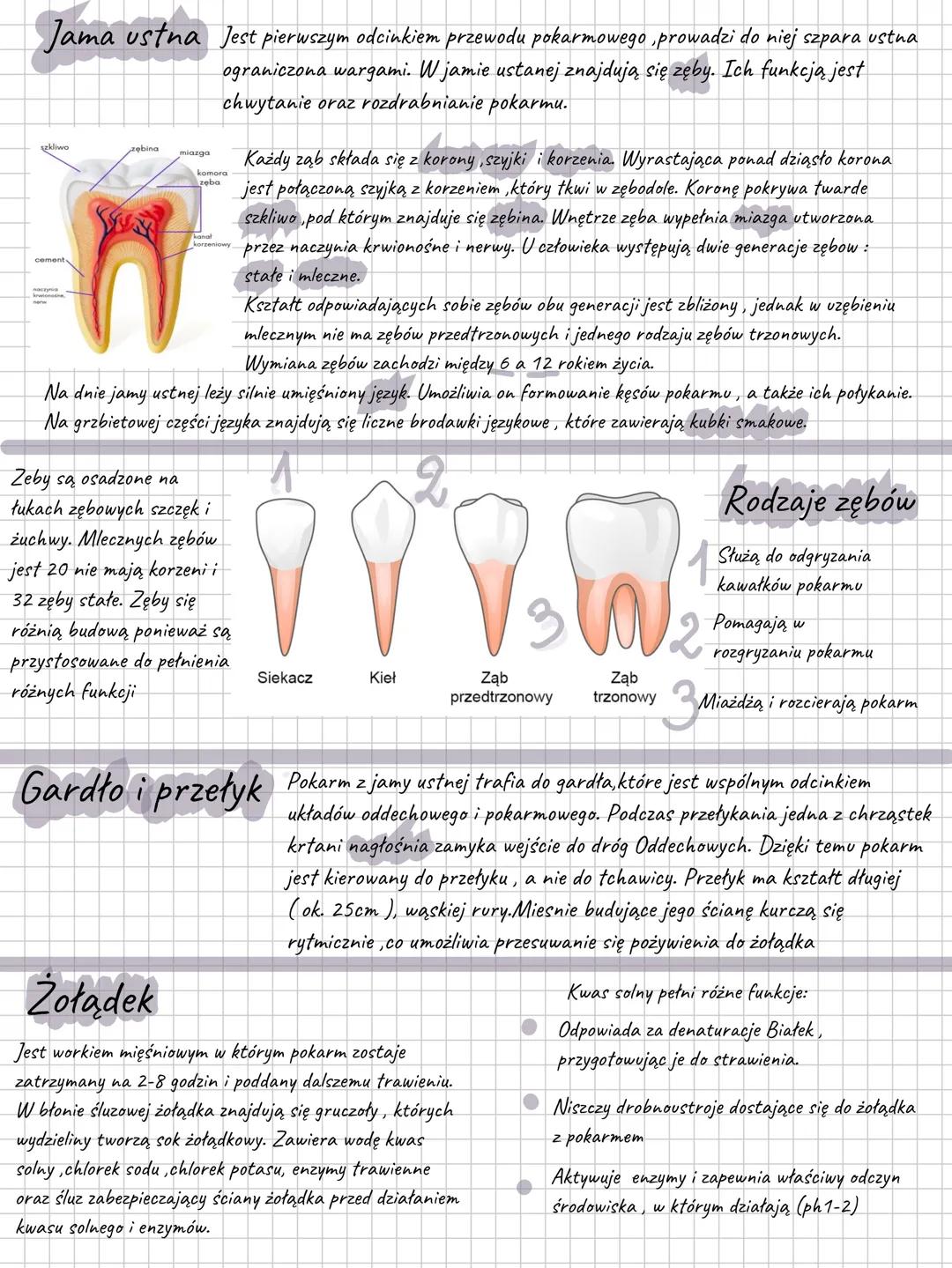 # Budowa i funkcje układu pokarmowego
Układ pokarmowy to zespół narządów, dzięki którym organizm uzyskuje z pożywienia
składniki niezbędne
