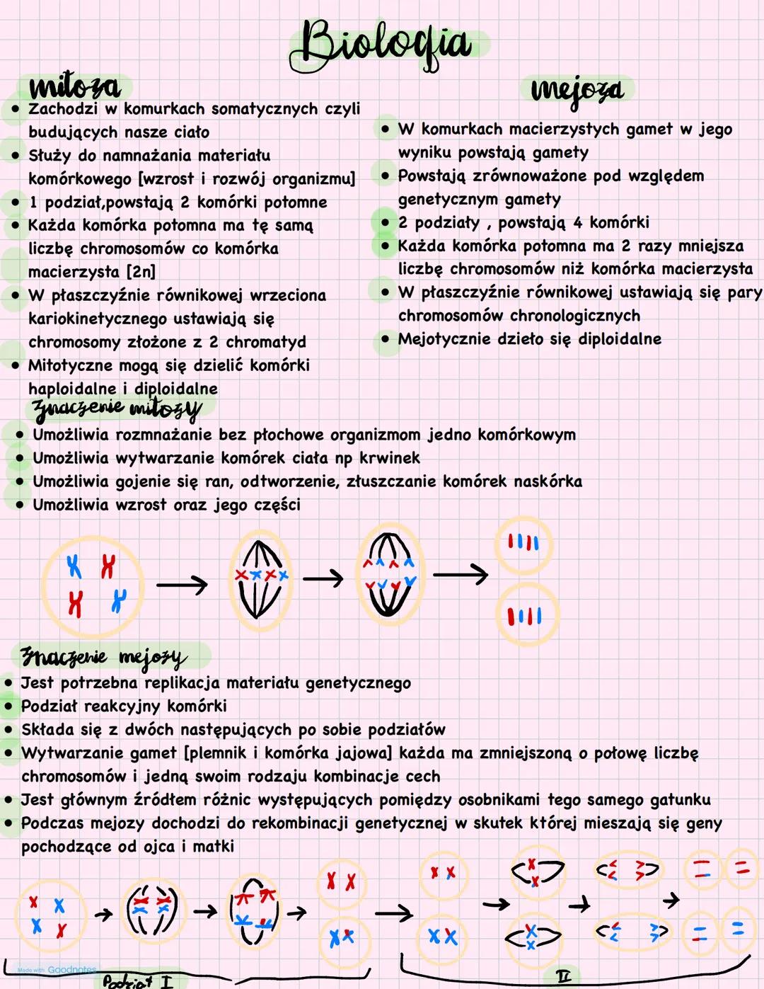 # Biologia
## mitoza
• Zachodzi w komurkach somatycznych czyli
budujących nasze ciało
• Służy do namnażania materiału
komórkowego [wzrost i