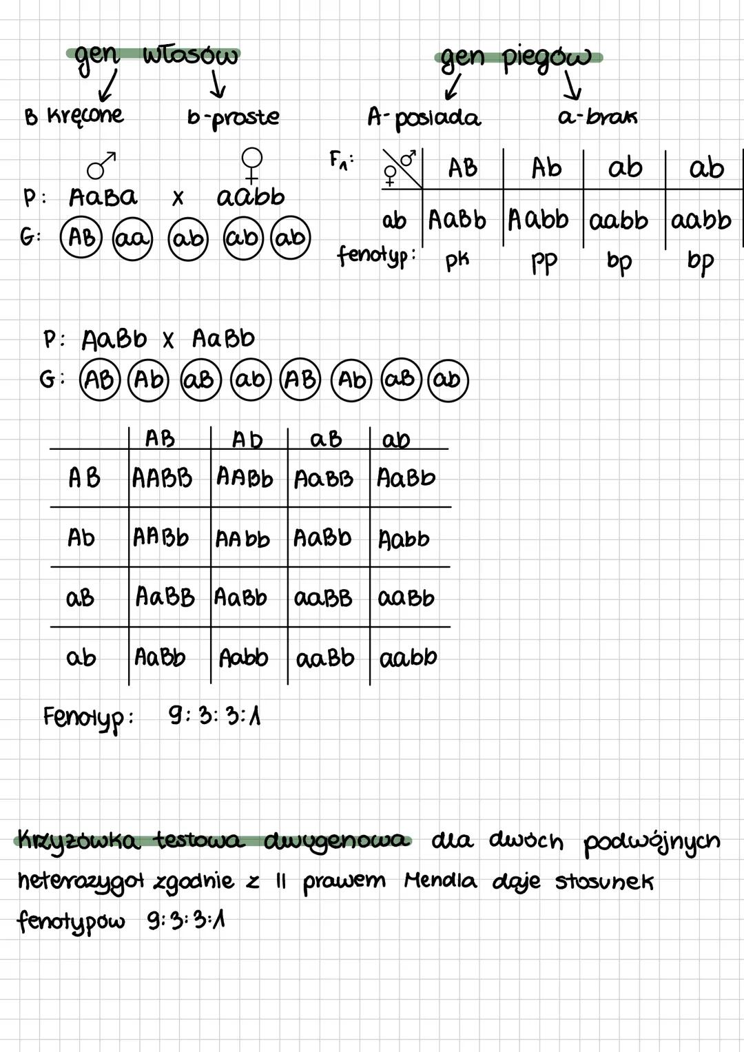 # Pierwsze prawo Mendla
4. Wazne pojęcia stosowane w genetyce klasycznej:
* gen podstawowa jednostka dziedziczenia
* allel - wersja ge