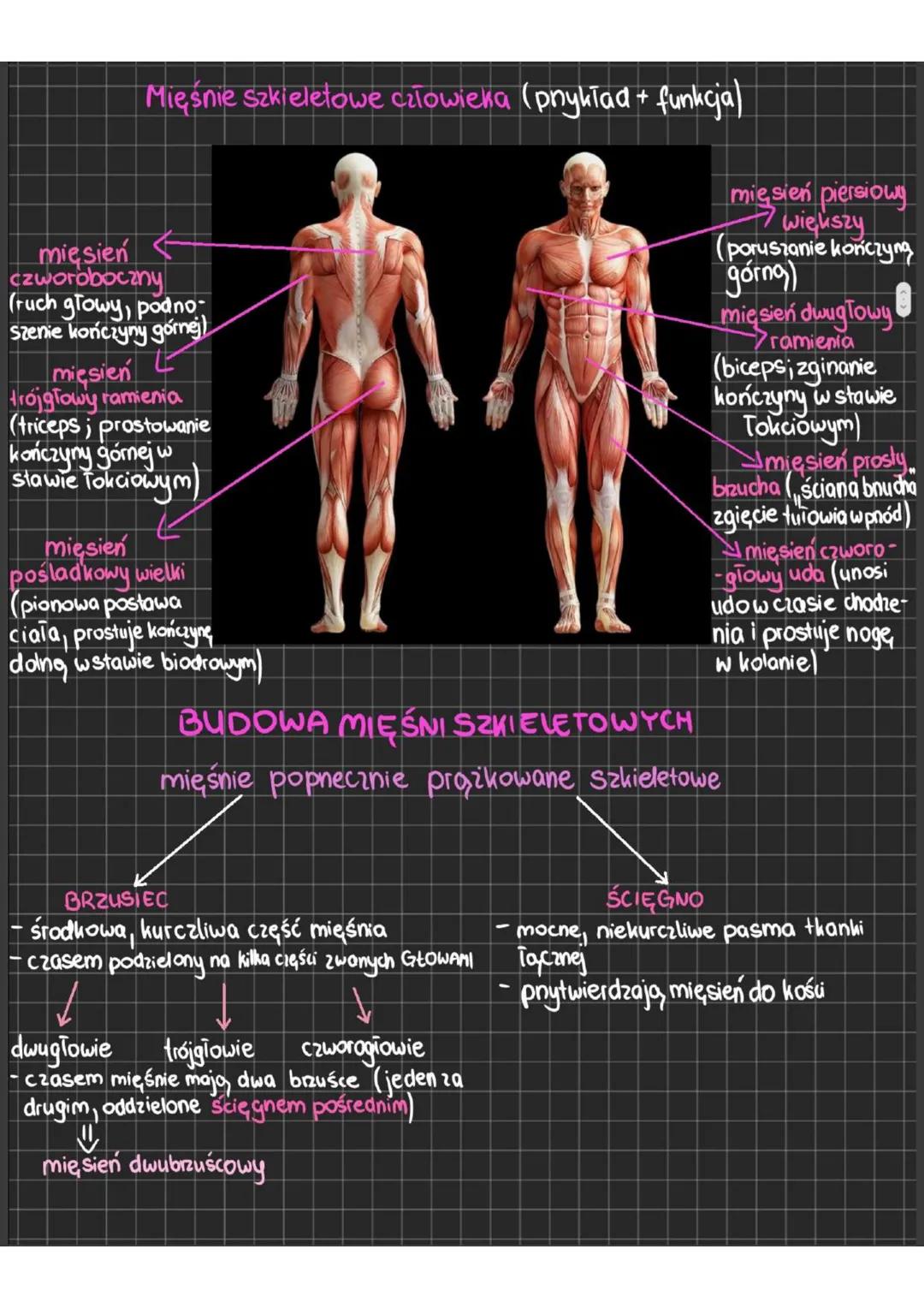 # Budowa i funkcjonowanie układu mięśniowego
MIĘŚNIE
- odpowiadają, za ruch
- >POBUDLIWOŚĆ => reagowanie na bodice
- >KURCZLIWOŚĆ => zdolno