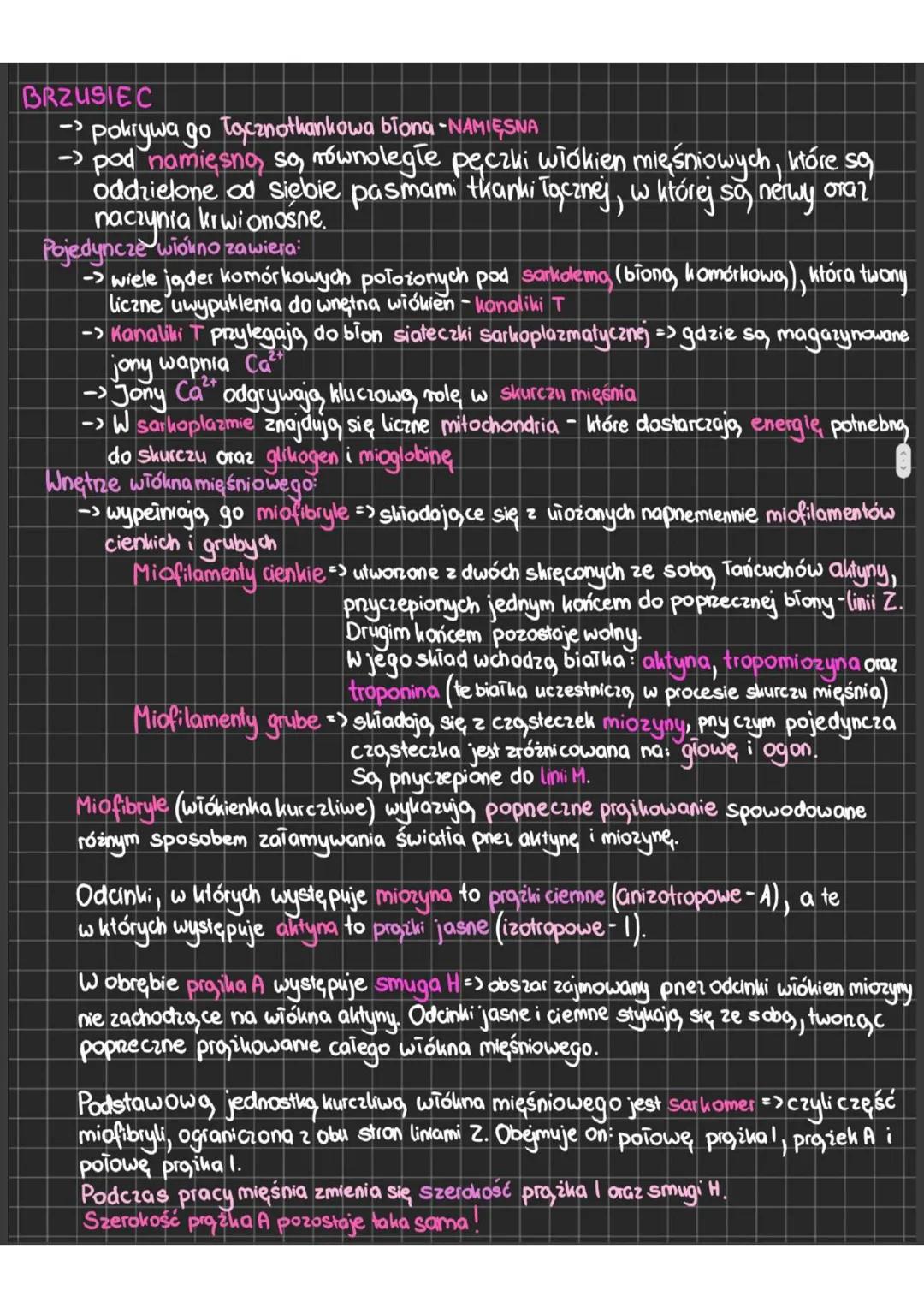 # Budowa i funkcjonowanie układu mięśniowego
MIĘŚNIE
- odpowiadają, za ruch
- >POBUDLIWOŚĆ => reagowanie na bodice
- >KURCZLIWOŚĆ => zdolno