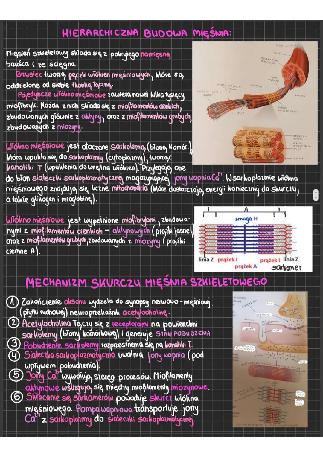 # Budowa i funkcjonowanie układu mięśniowego
MIĘŚNIE
- odpowiadają, za ruch
- >POBUDLIWOŚĆ => reagowanie na bodice
- >KURCZLIWOŚĆ => zdolno