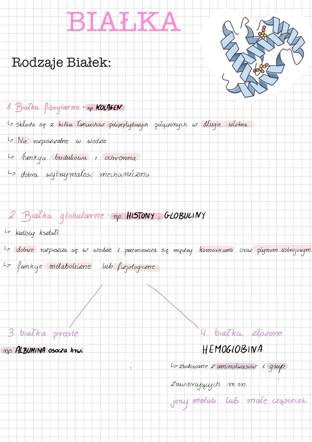 # BIAŁKA
Rodzaje Białek:
1. Białka fibrylarne - np. KOLAGEN
↳ Składa się z kilku Tancuchów polipeptydowych połączonych w długie włókna