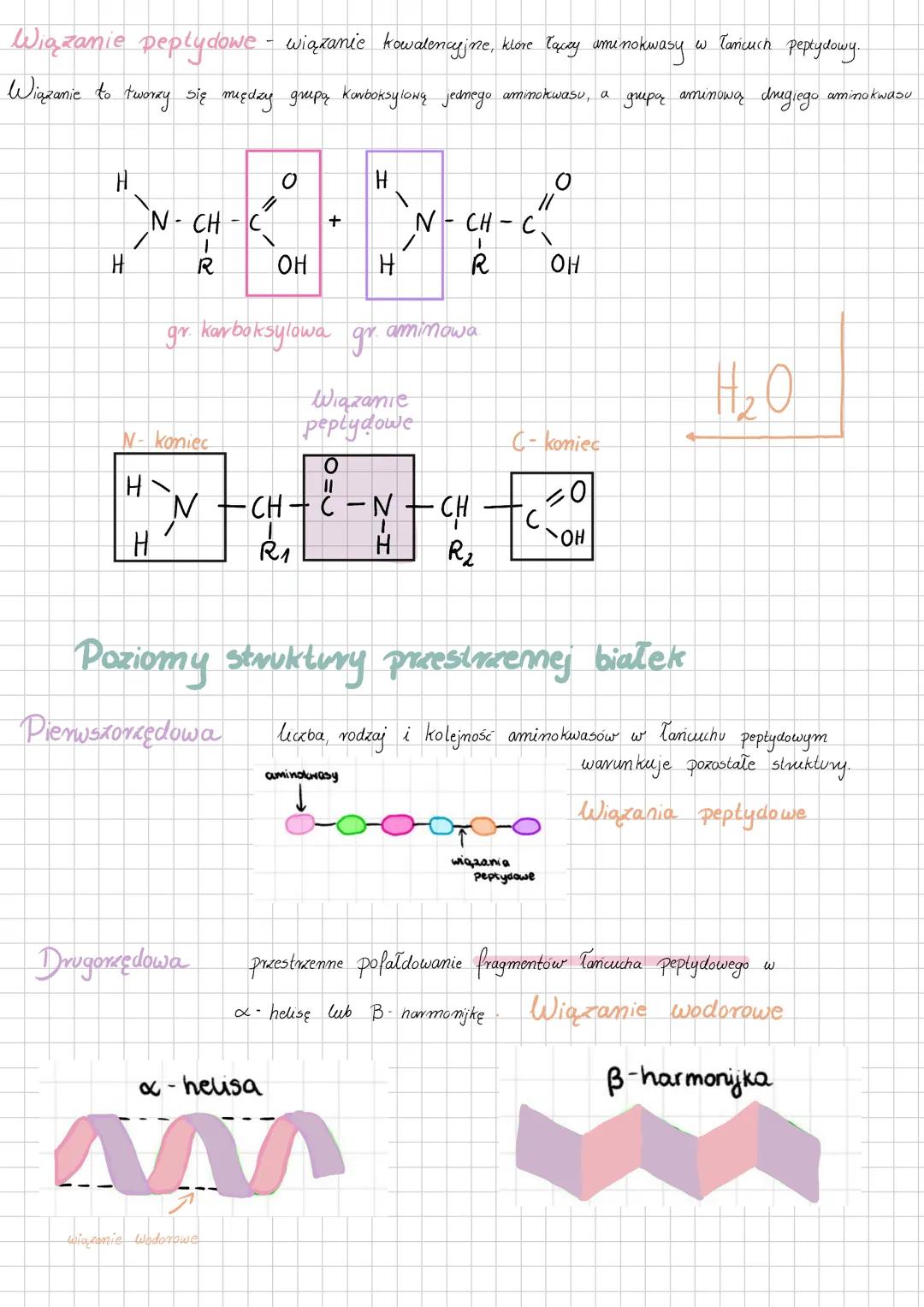 # BIAŁKA
Rodzaje Białek:
1. Białka fibrylarne - np. KOLAGEN
↳ Składa się z kilku Tancuchów polipeptydowych połączonych w długie włókna