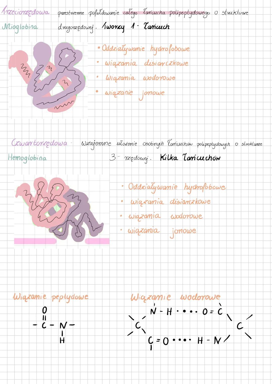 # BIAŁKA
Rodzaje Białek:
1. Białka fibrylarne - np. KOLAGEN
↳ Składa się z kilku Tancuchów polipeptydowych połączonych w długie włókna