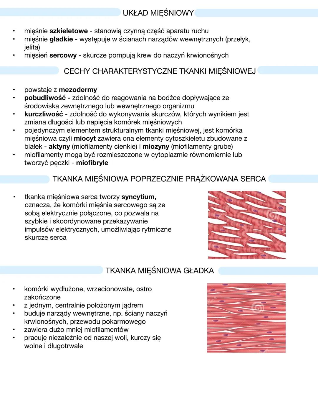 # UKŁAD MIĘŚNIOWY
- mięśnie szkieletowe - stanowią czynną część aparatu ruchu
- mięśnie gładkie - występuje w ścianach narządów wewnętrznyc