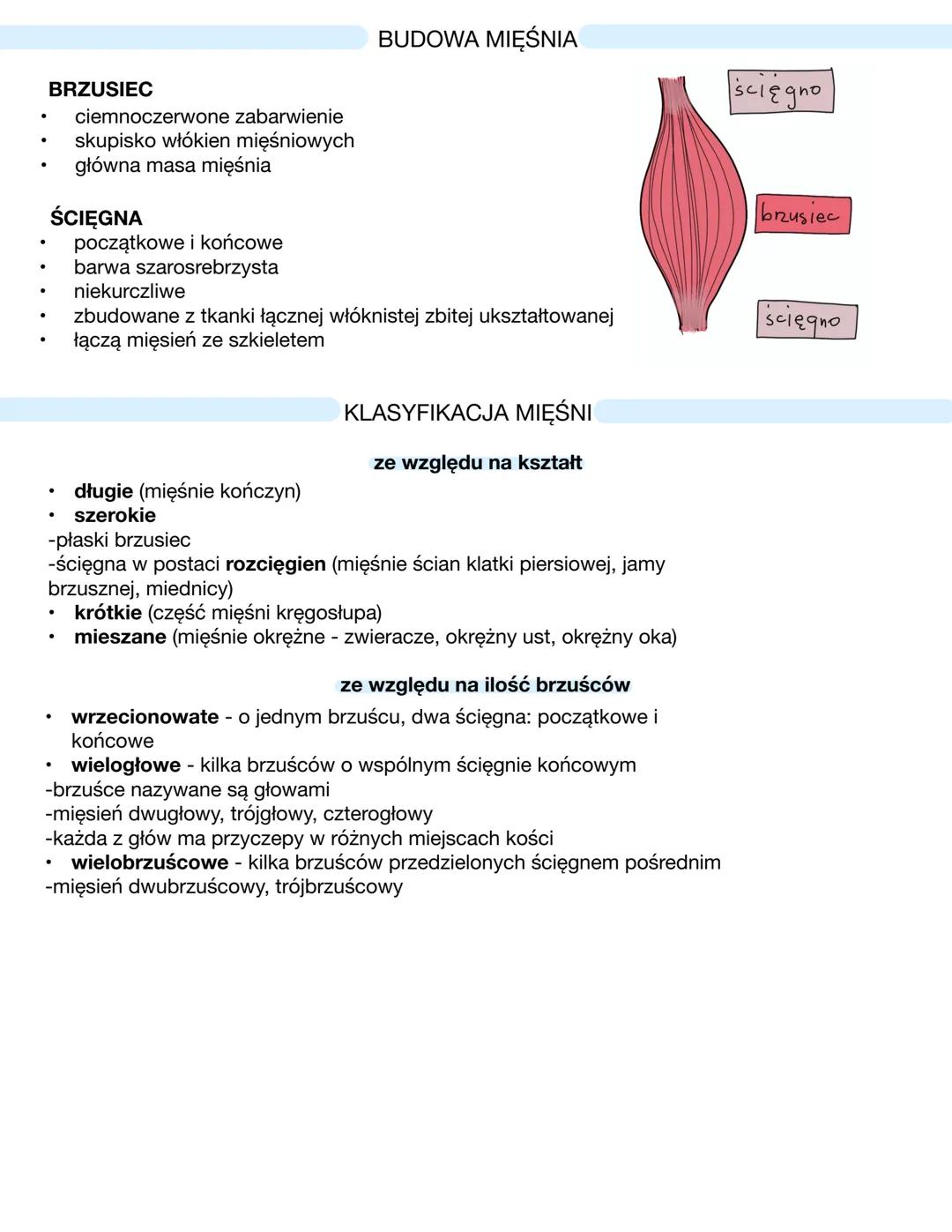 # UKŁAD MIĘŚNIOWY
- mięśnie szkieletowe - stanowią czynną część aparatu ruchu
- mięśnie gładkie - występuje w ścianach narządów wewnętrznyc