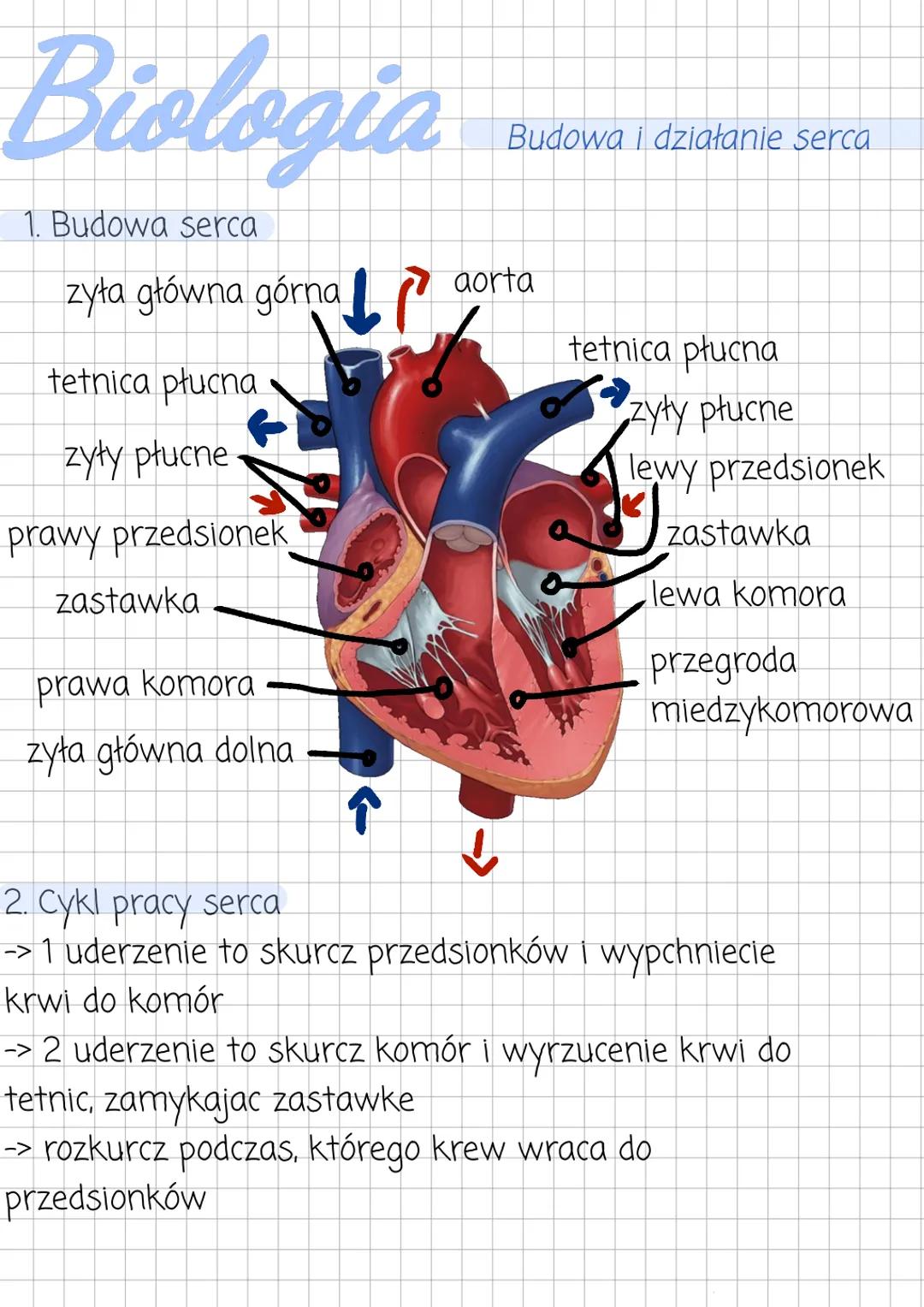 # Biologia
Budowa i działanie serca
1. Budowa serca
zyła główna górna
aorta
tetnica płucna
tetnica płucna
zyły płucne
zyły płucne
praw