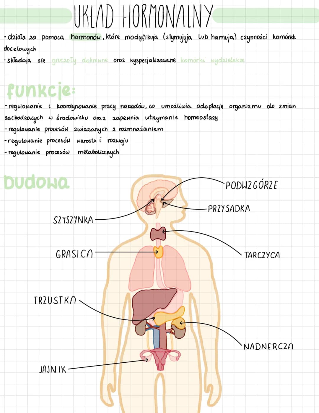 # UKLAD HORMONALNY
• działa za pomoca hormonów, które modyfikuja (stymujuja, lub hamuja) czynności komórek
docelowych
• Składają się grucz