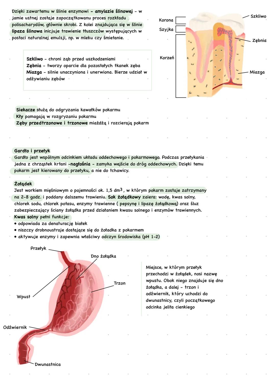 # Budowa i funkcje układu pokarmowego
Układ pokarmowy to zespół narządów, dzięki którym organizm uzyskuje z pożywienia
składniki niezbędne