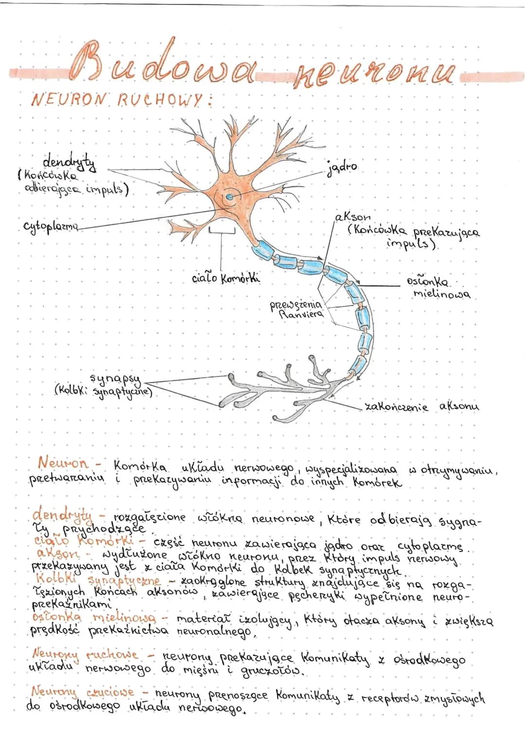# Budowa neuronu
## NEURON RUCHOWY:
dendryty
(Końcówka
odbierająca impuls)
cytoplazma
jadro
akson
(Końcówka przekazująca
impuls)
ciało Komór