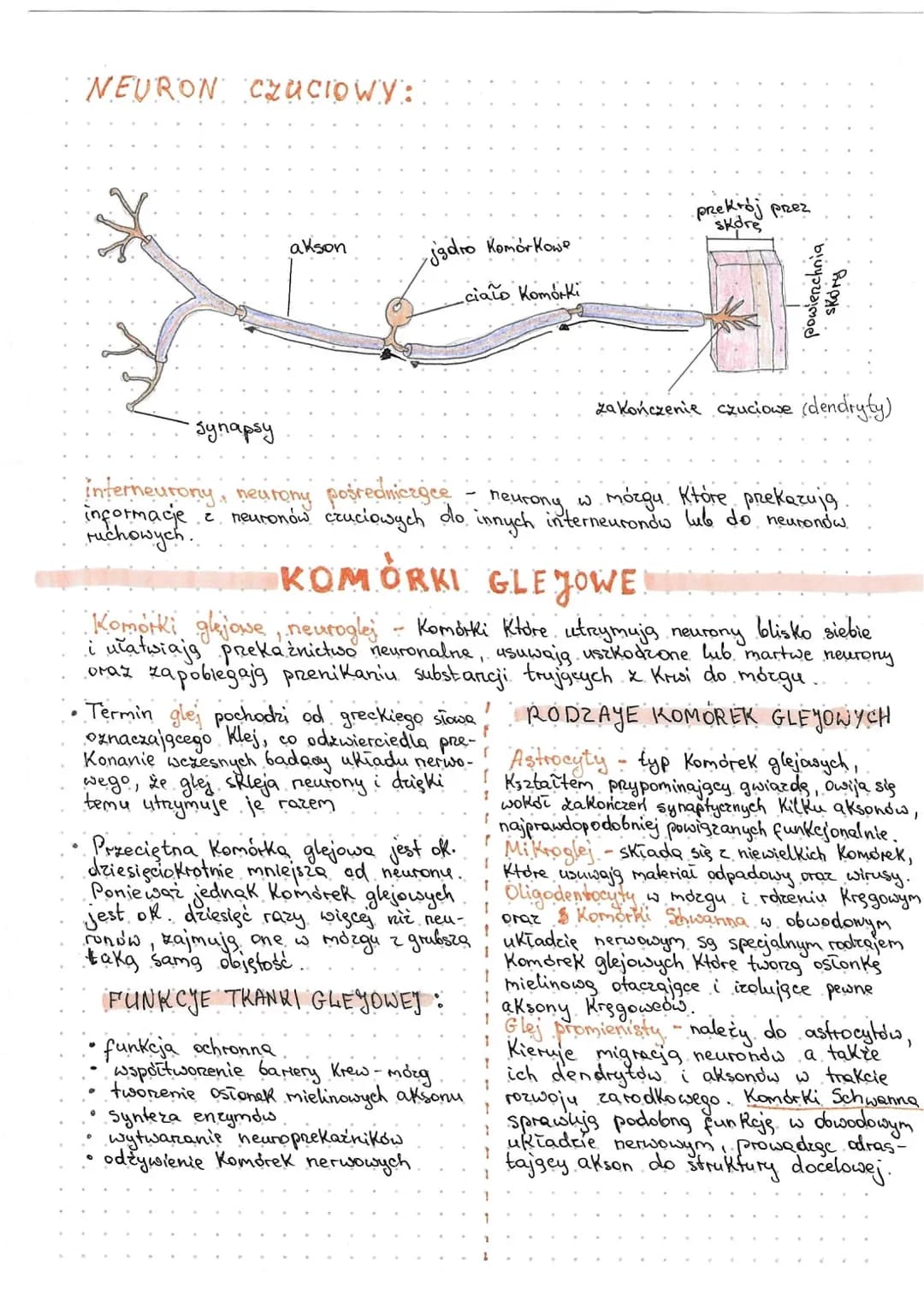 # Budowa neuronu
## NEURON RUCHOWY:
dendryty
(Końcówka
odbierająca impuls)
cytoplazma
jadro
akson
(Końcówka przekazująca
impuls)
ciało Komór