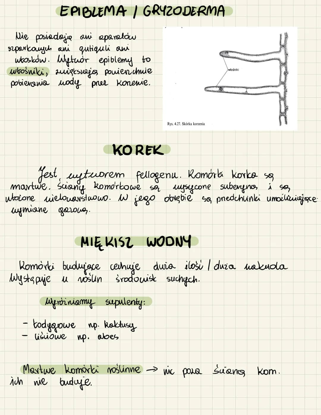 <h2>Merystemy pierwotne i wtórne</h2>
<p>Merystemy pierwotne i wtórne są esencjonalne w procesie wzrostu roślin. Merystemy pierwotne odpowi