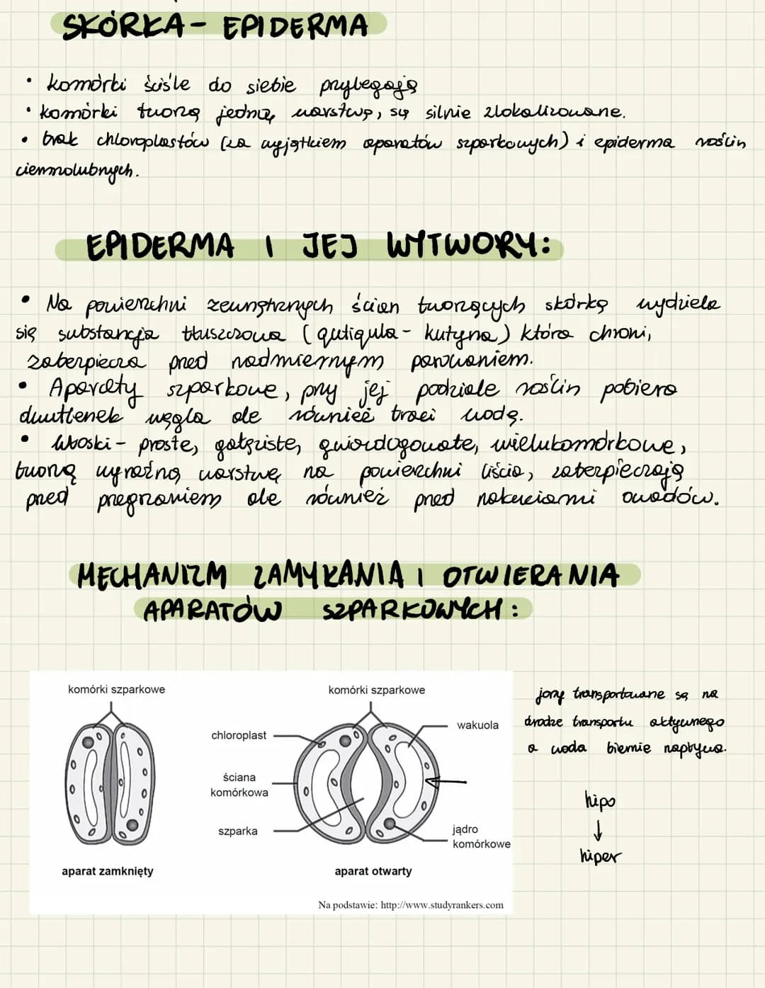 <h2>Merystemy pierwotne i wtórne</h2>
<p>Merystemy pierwotne i wtórne są esencjonalne w procesie wzrostu roślin. Merystemy pierwotne odpowi