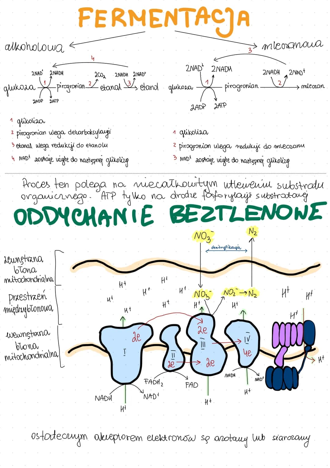 # ODDYCHANIE MÓRKOWE
* dostarczanie energi - PROCES KATABOLICZNY
ałożone związki organiczne
utlenianie
wakład
proste zw. org.
głó
