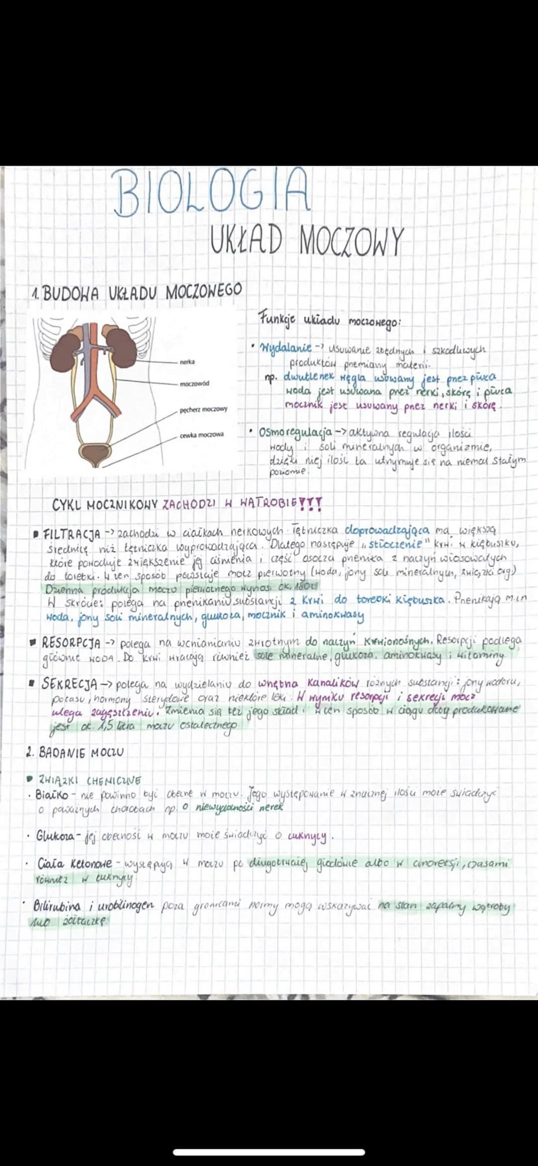 # BIOLOGIA
## UKŁAD MOCZOWY
### 1. BUDOWA UKŁADU MOCZOWEGO
Funkcje układu moczowego:
* Wydalanie - usuwanie zbędnych i szkodliwych produktów