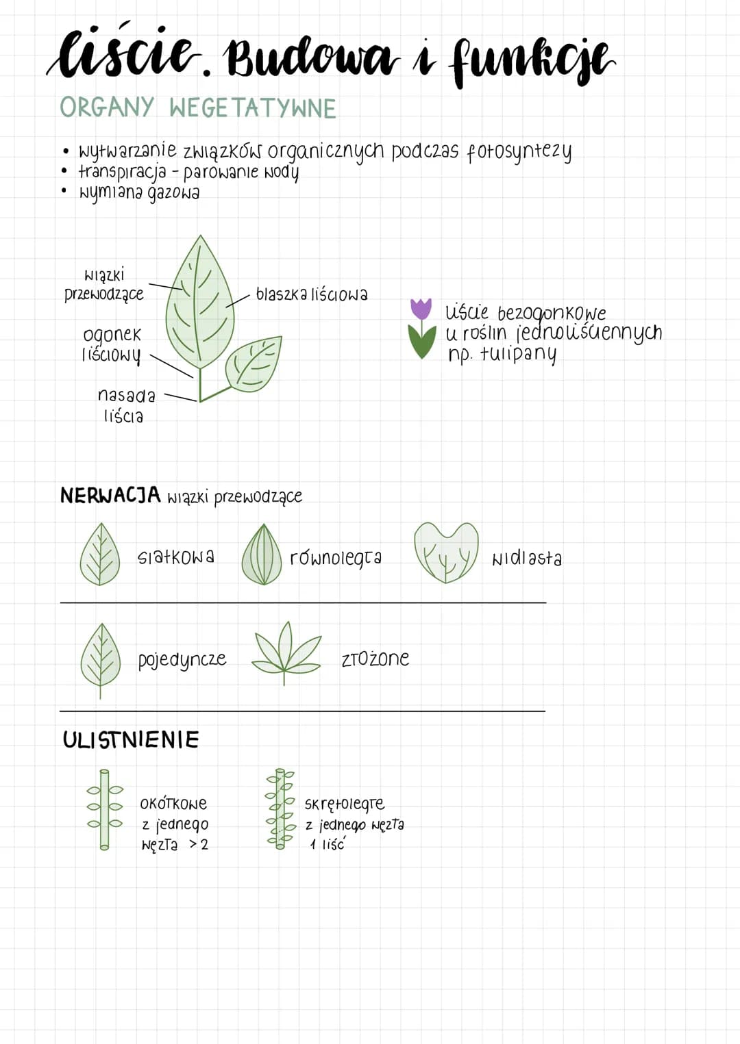 # liście. Budowa i funkcje
## ORGANY WEGETATYWNE
* wytwarzanie związków organicznych podczas fotosyntezy
* transpiracja - parowanie wody
* w