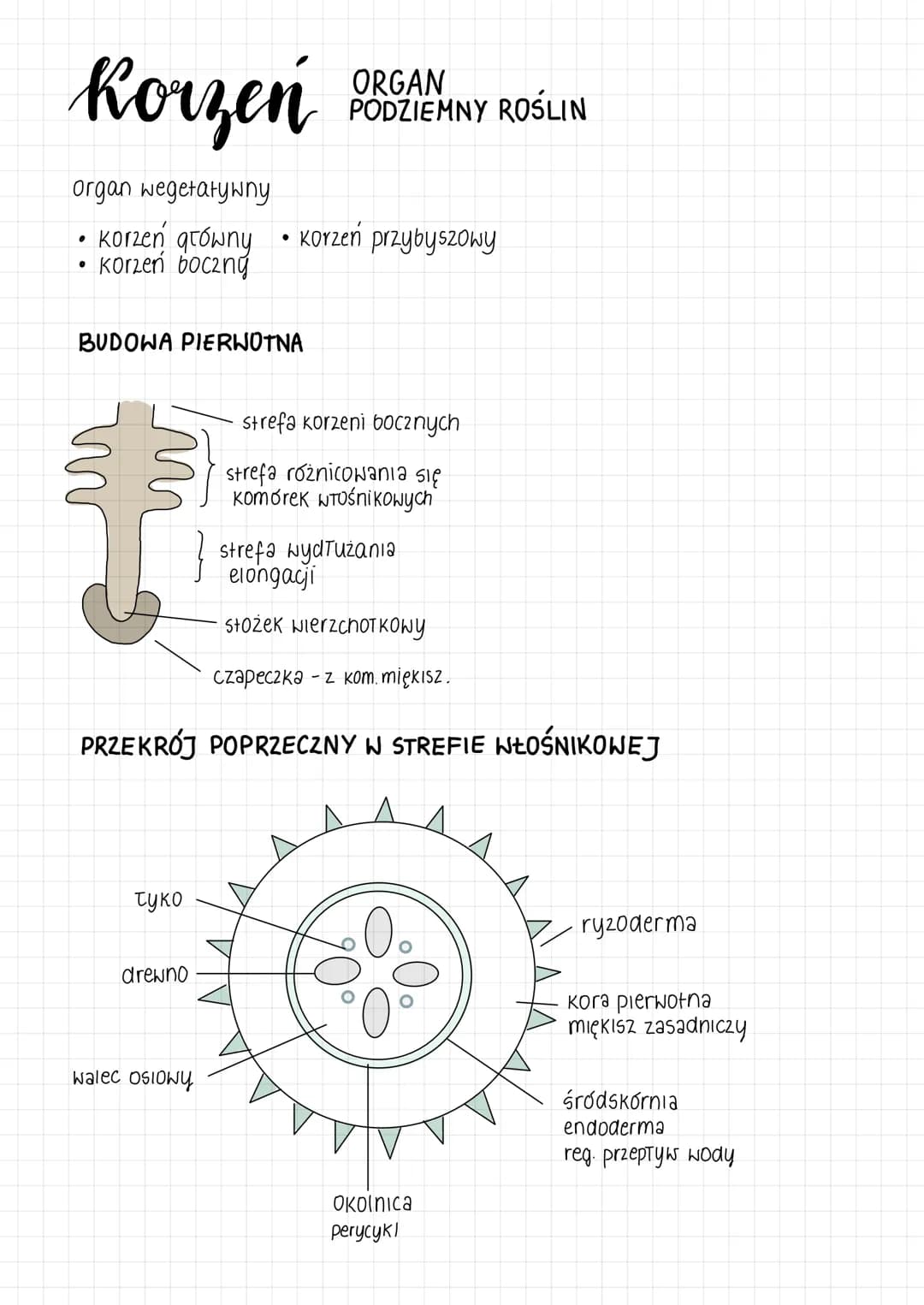 # liście. Budowa i funkcje
## ORGANY WEGETATYWNE
* wytwarzanie związków organicznych podczas fotosyntezy
* transpiracja - parowanie wody
* w
