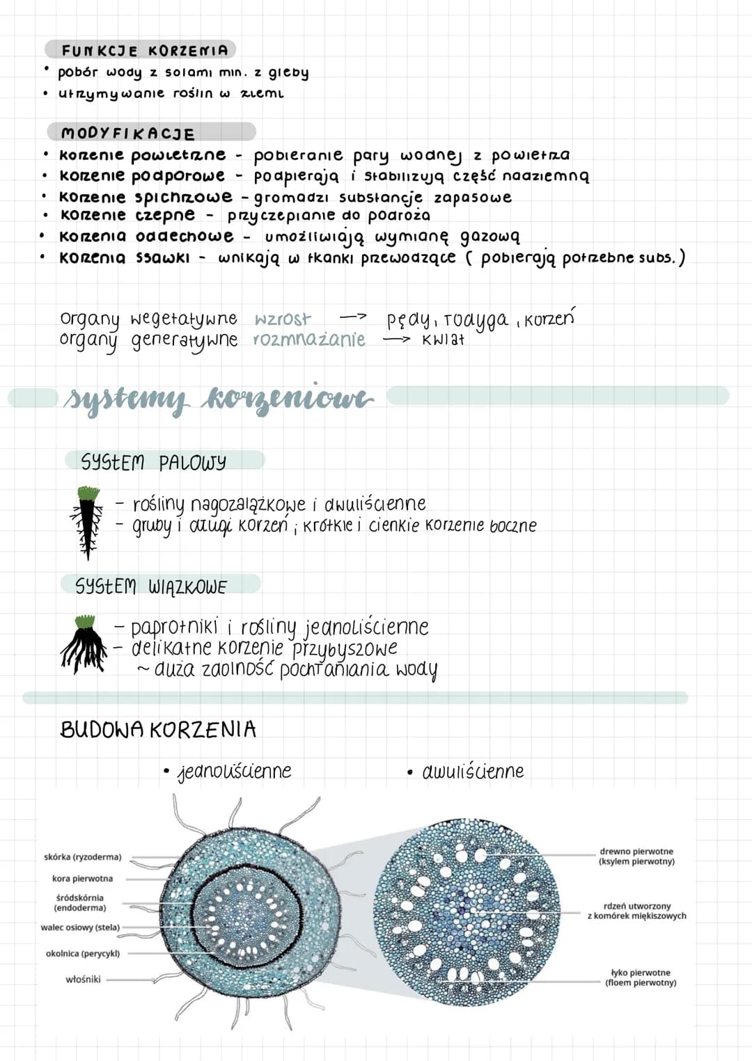 # liście. Budowa i funkcje
## ORGANY WEGETATYWNE
* wytwarzanie związków organicznych podczas fotosyntezy
* transpiracja - parowanie wody
* w